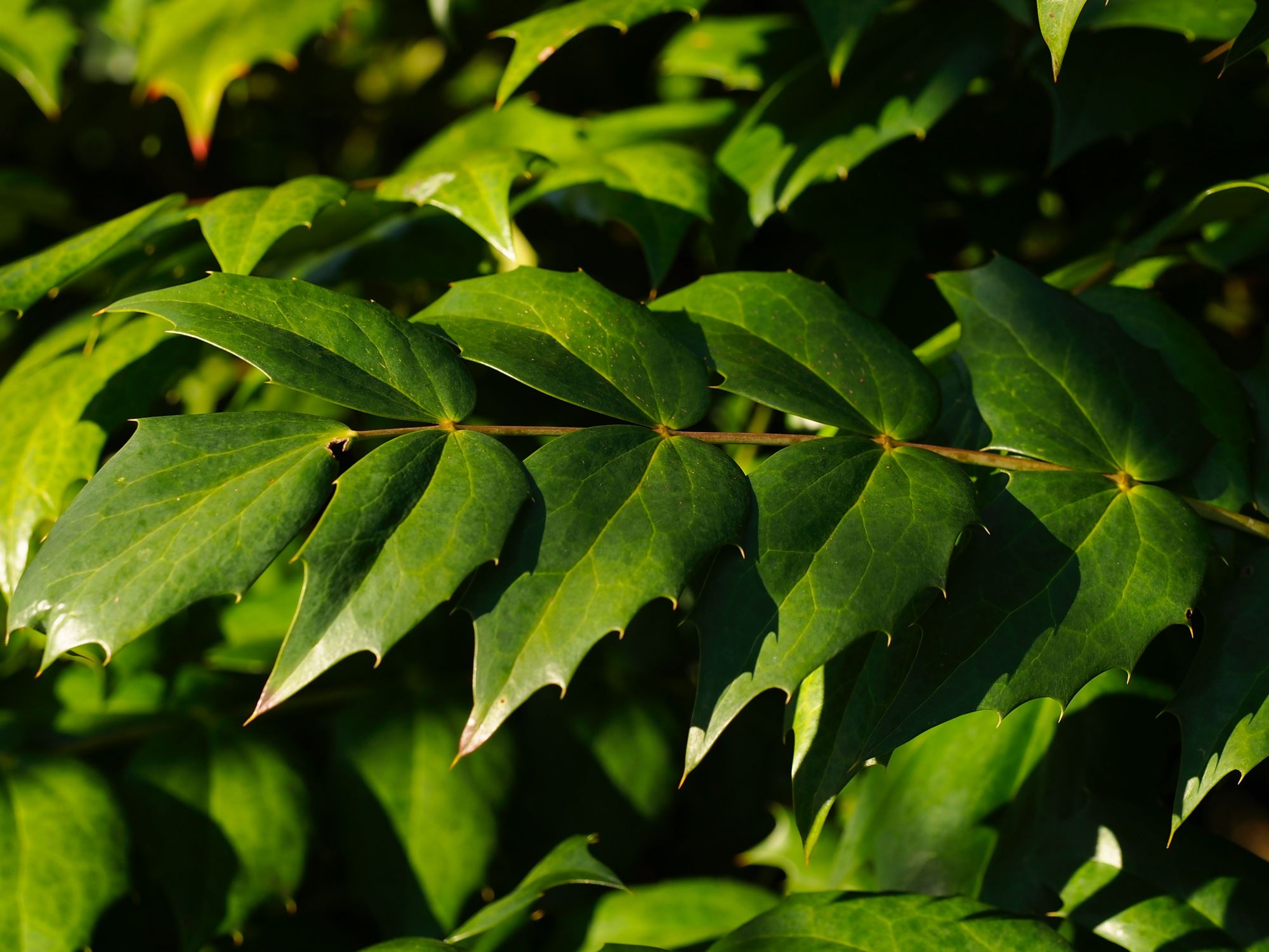 Image of Mahonia japonica 'Hiemalis'