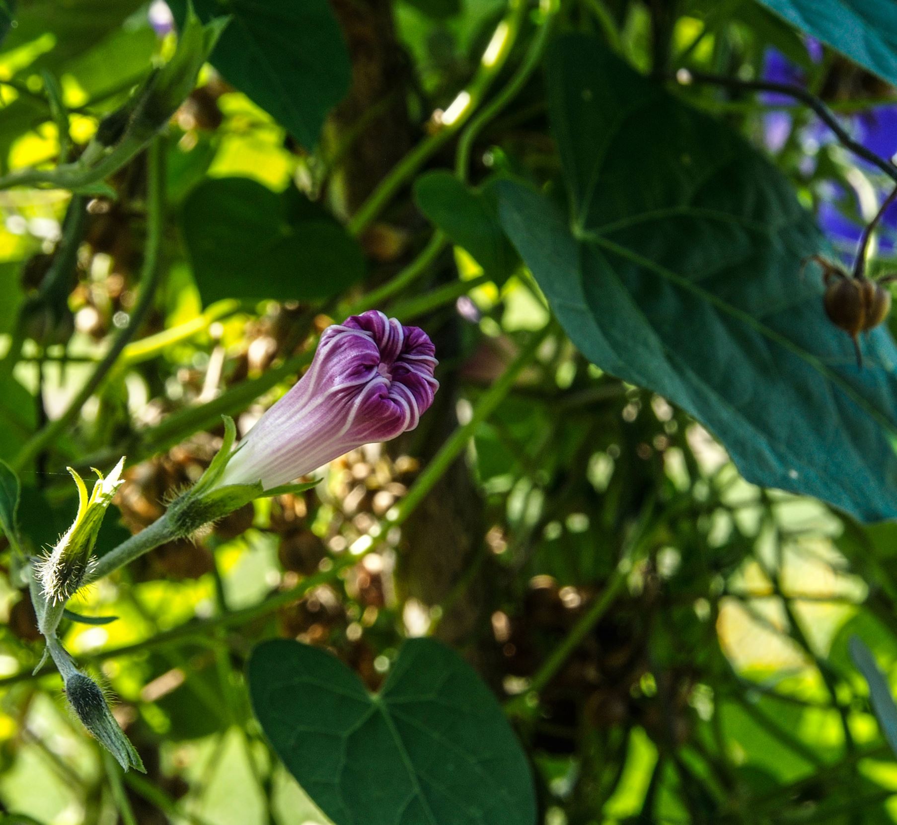 Image of Ipomoea 'Star of Yalta'