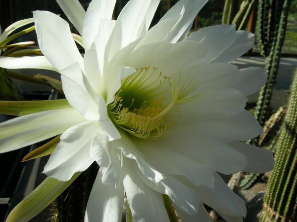 Image of Echinopsis atacamensis subsp. pasacana