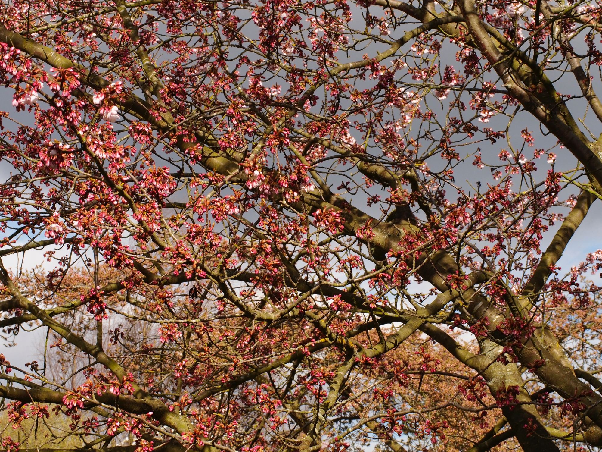 Image of Prunus cyclamina