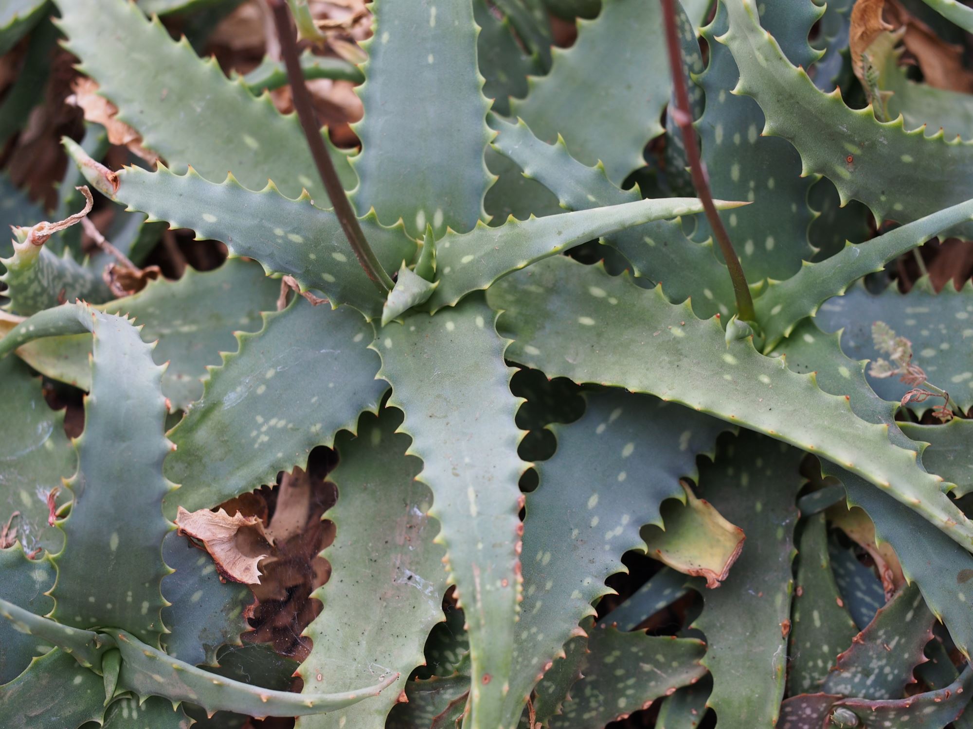 Image of Aloe tororoana