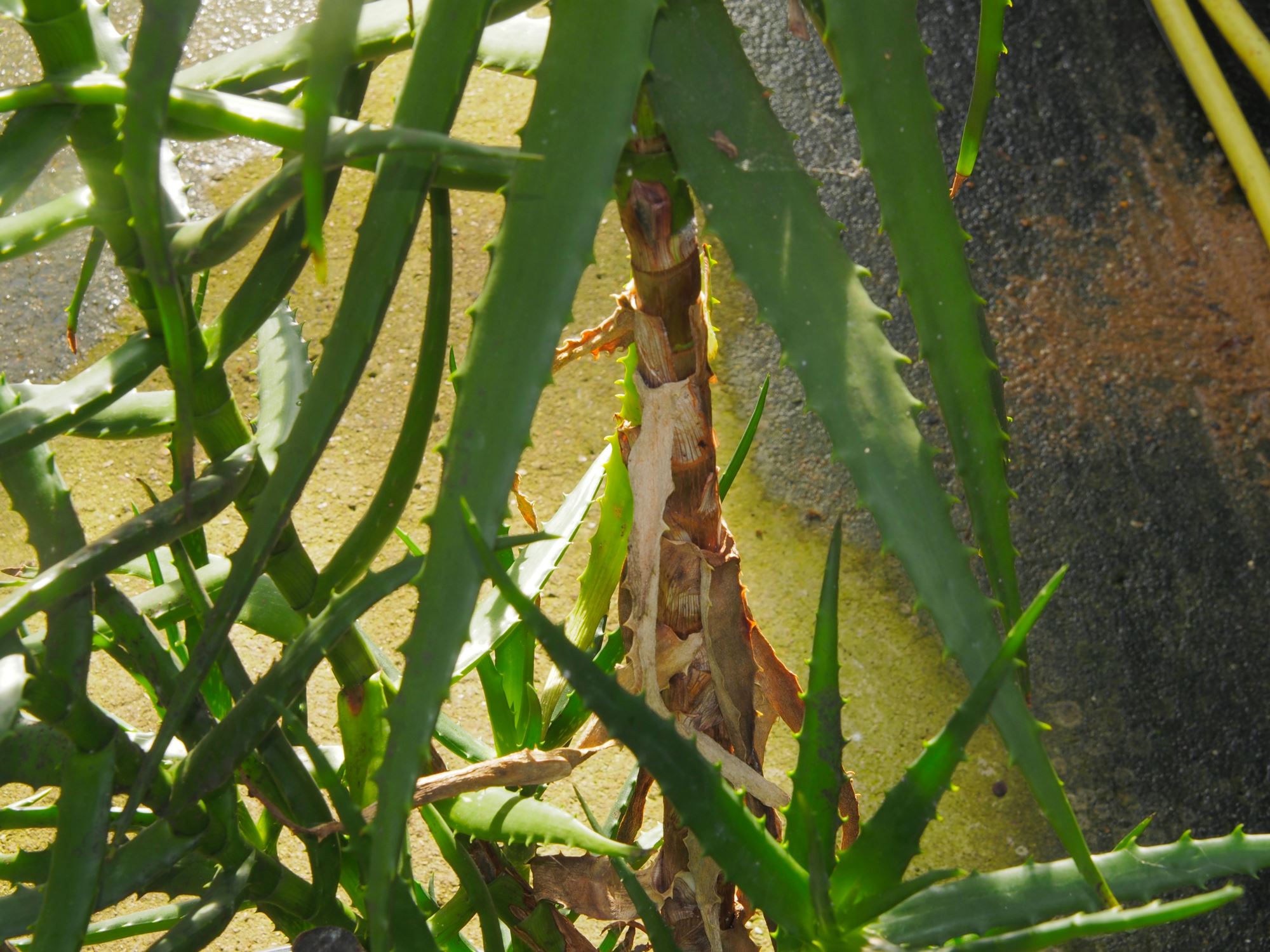 Image of Aloe kedongensis