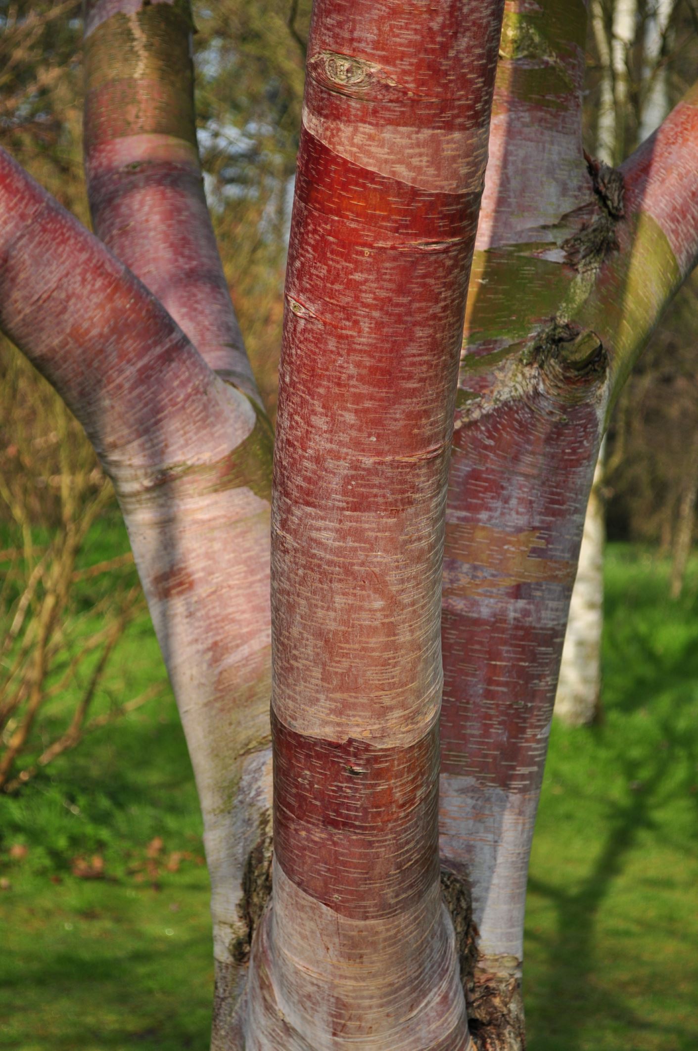 Image of Betula utilis subsp. albosinensis