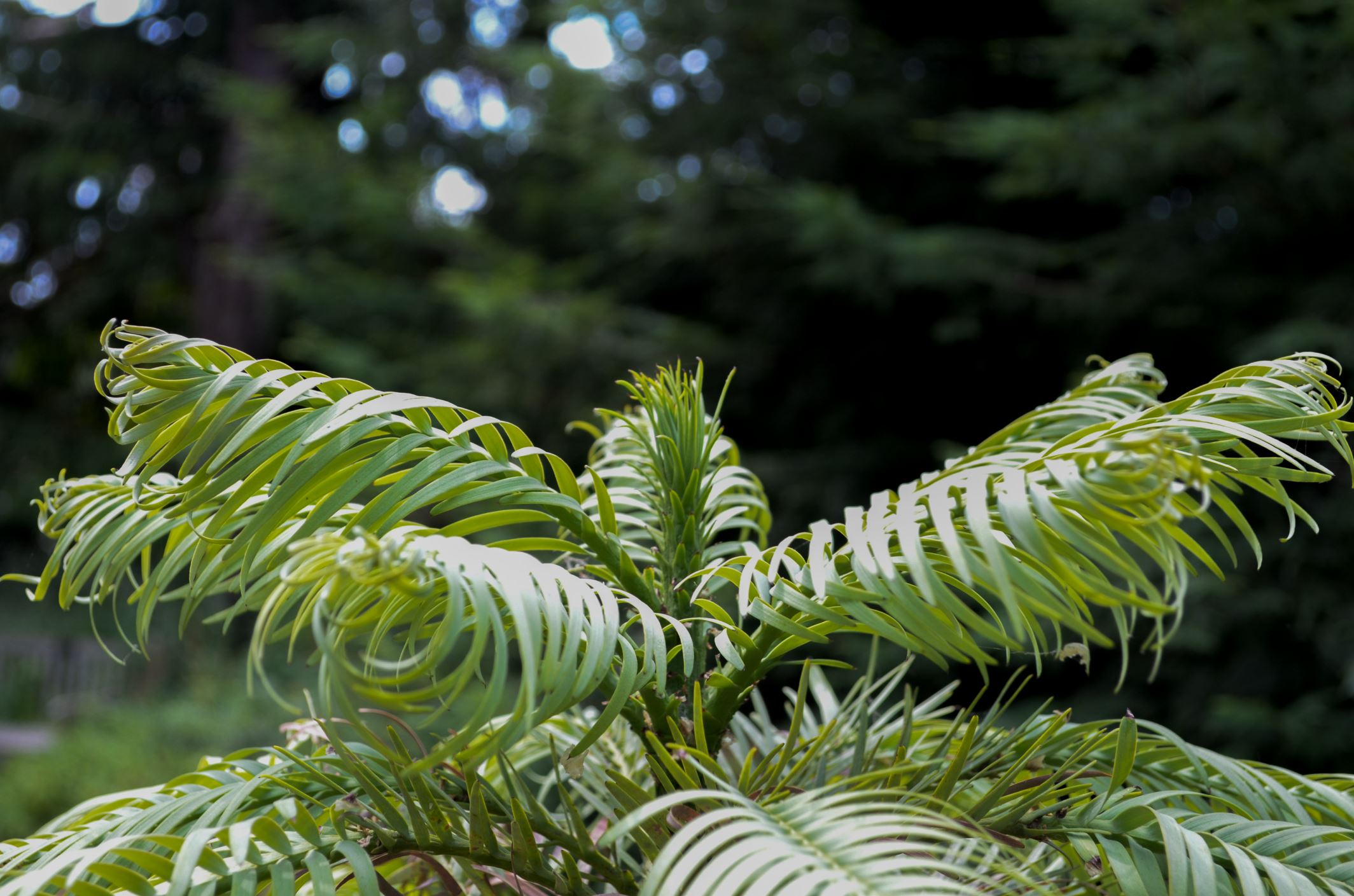 Image of Wollemia nobilis