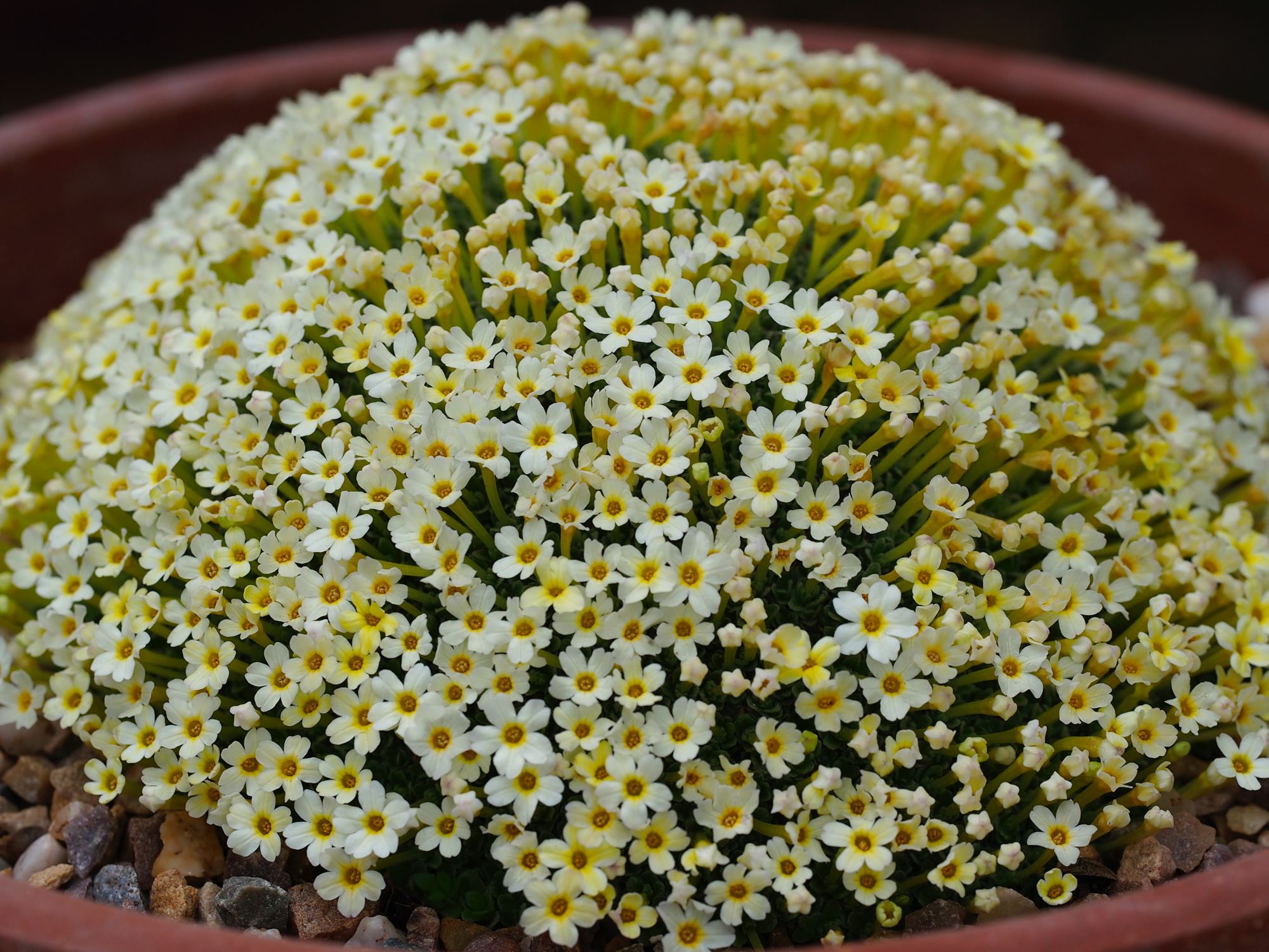 Image of Dionysia curviflora