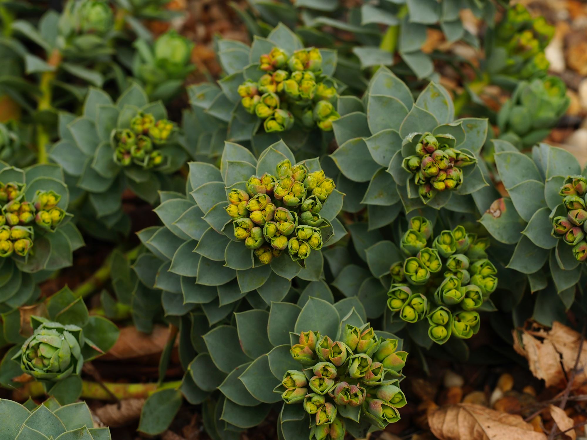 Image of Euphorbia myrsinites
