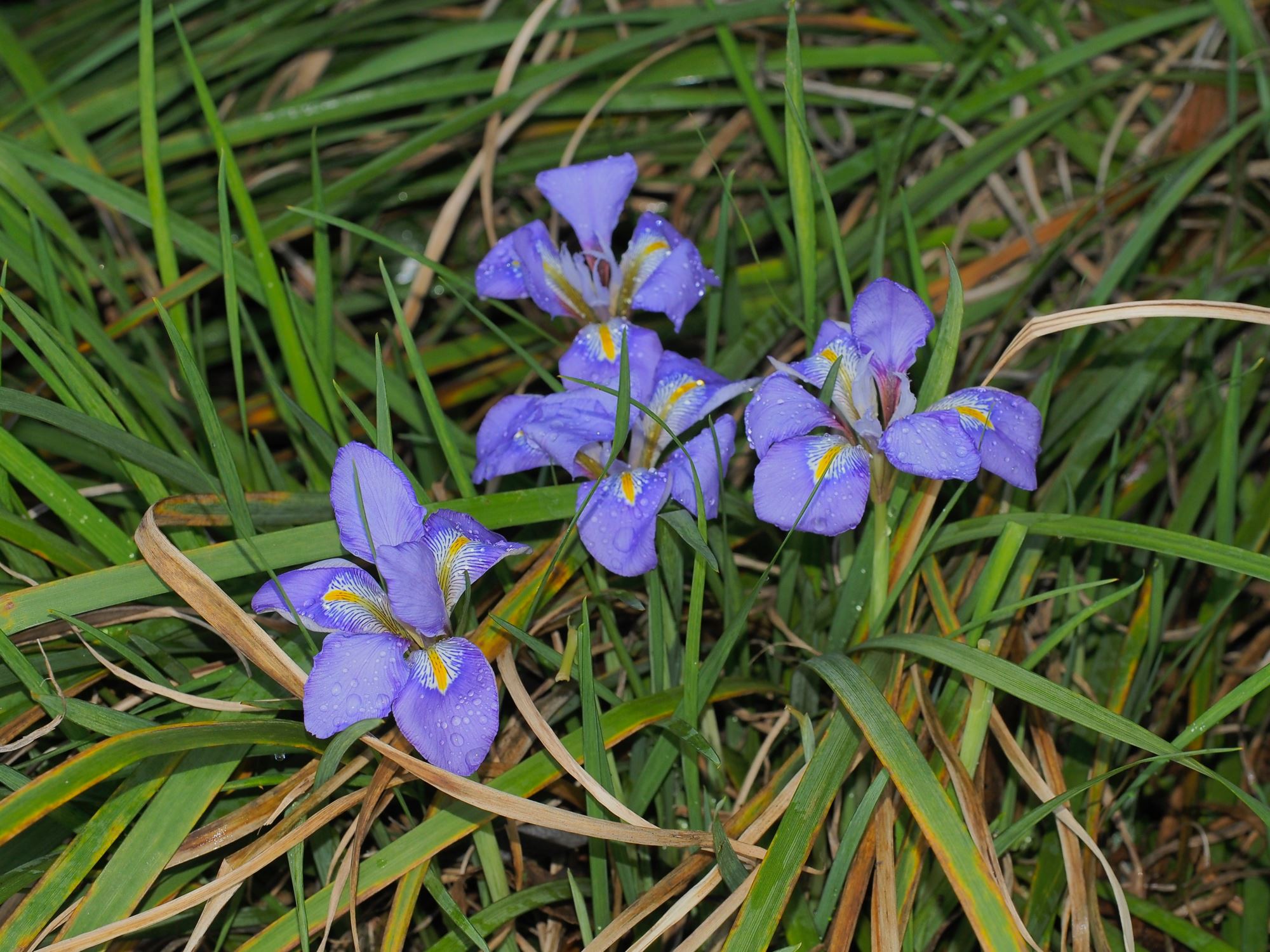 Image of Iris unguicularis