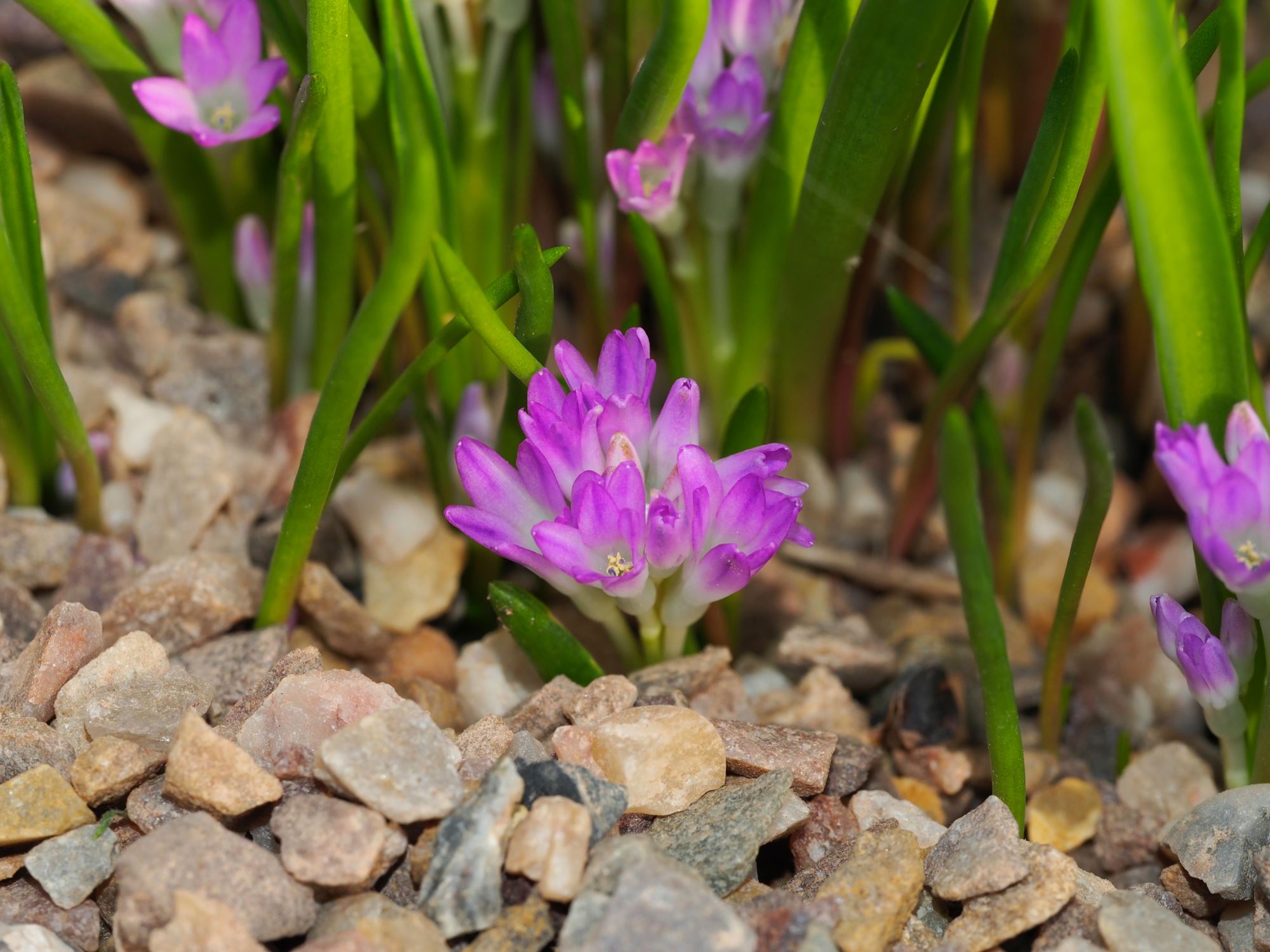 Image of Lachenalia paucifolia
