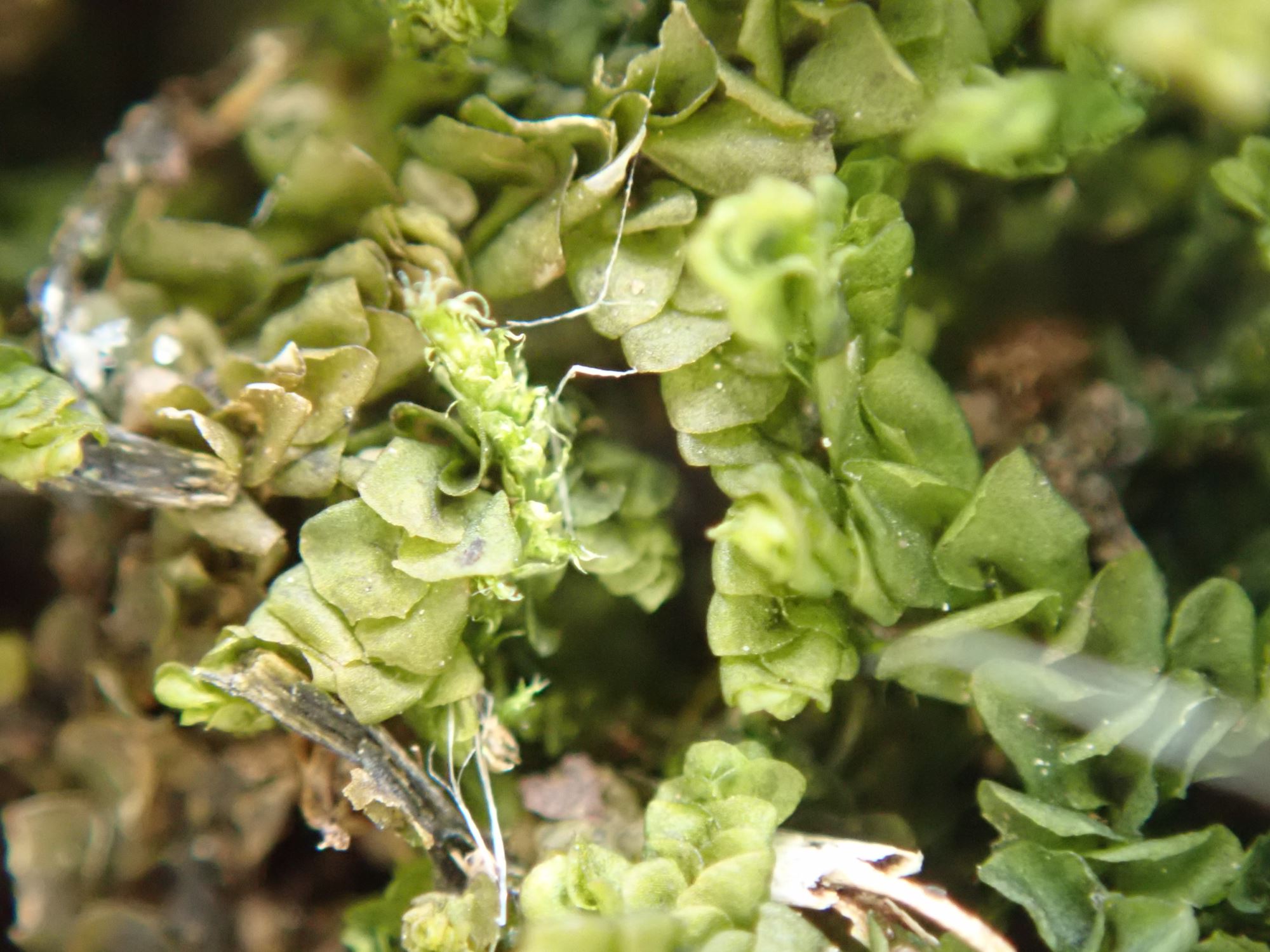 Image of Porella platyphylla