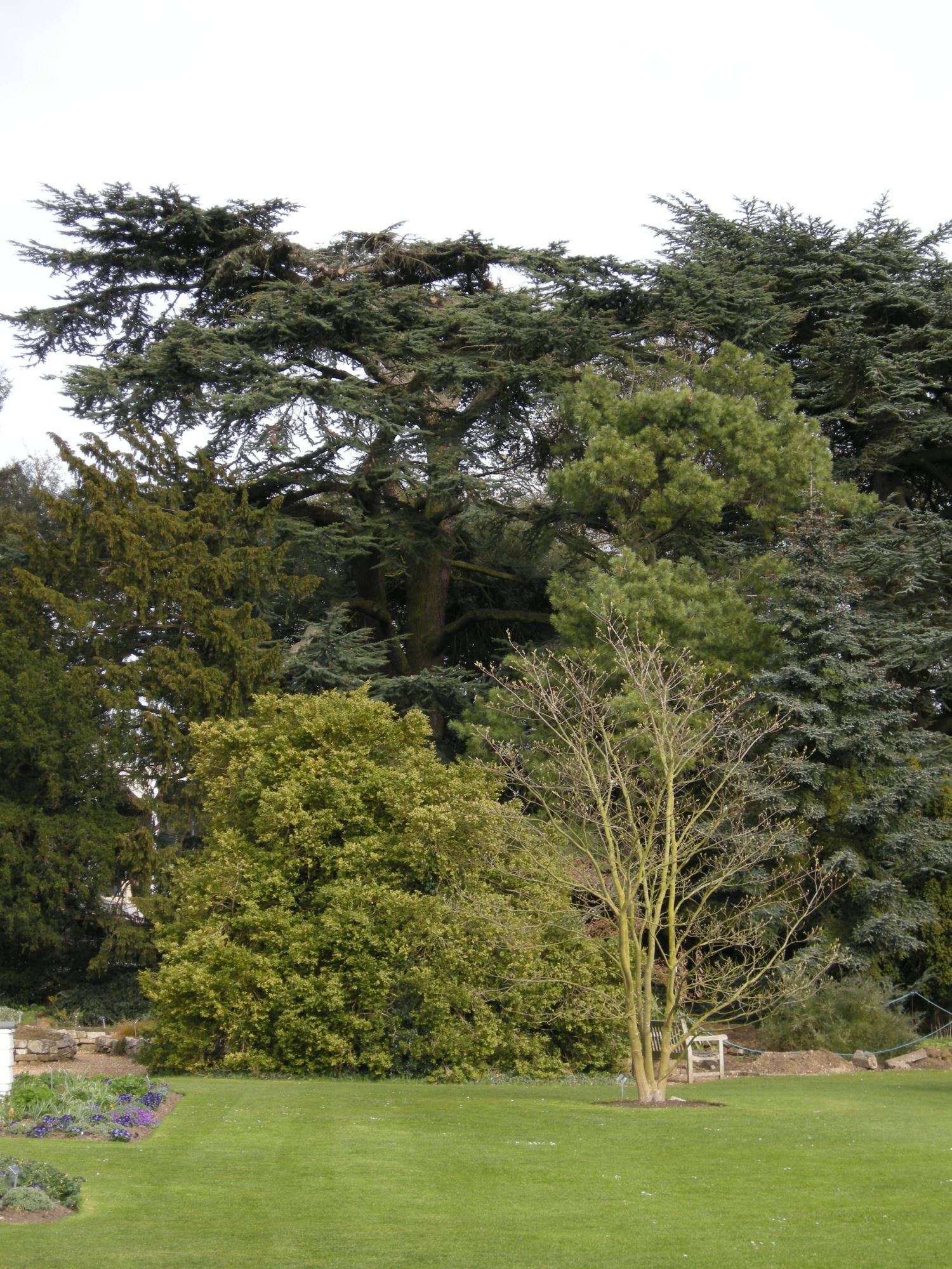 Image of Cedrus libani