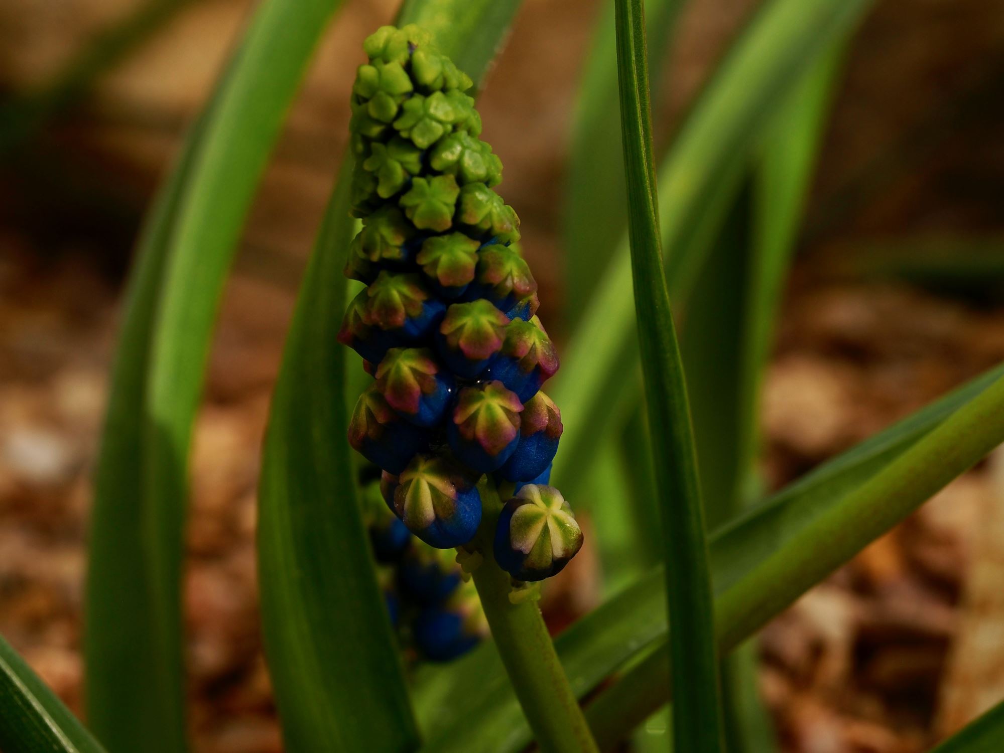 Image of Leopoldia comosa