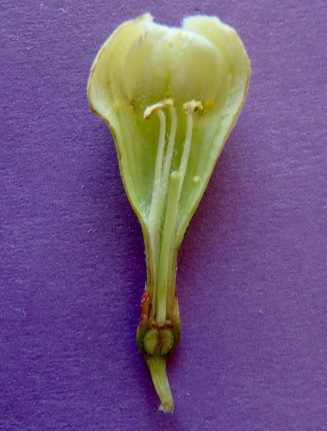 Image of Emmenopterys henryi