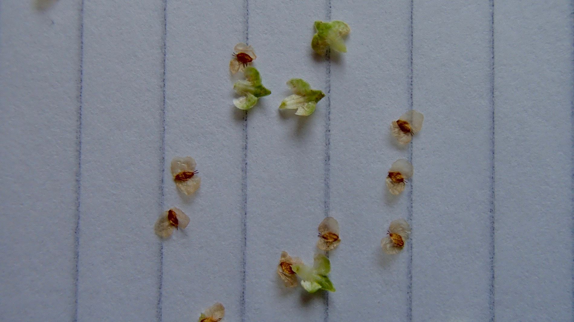 Image of Betula pendula subsp. pendula