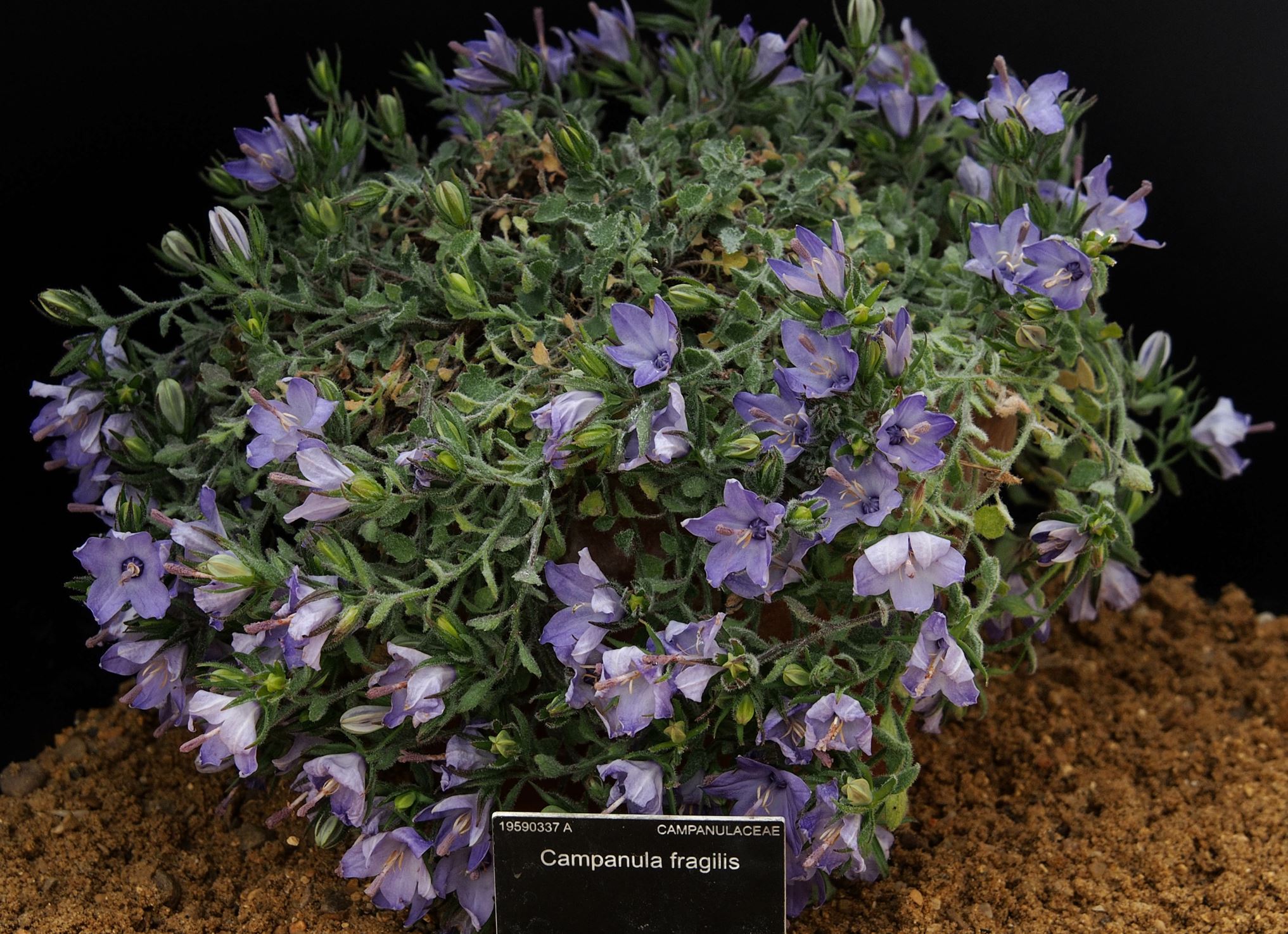 Image of Campanula fragilis