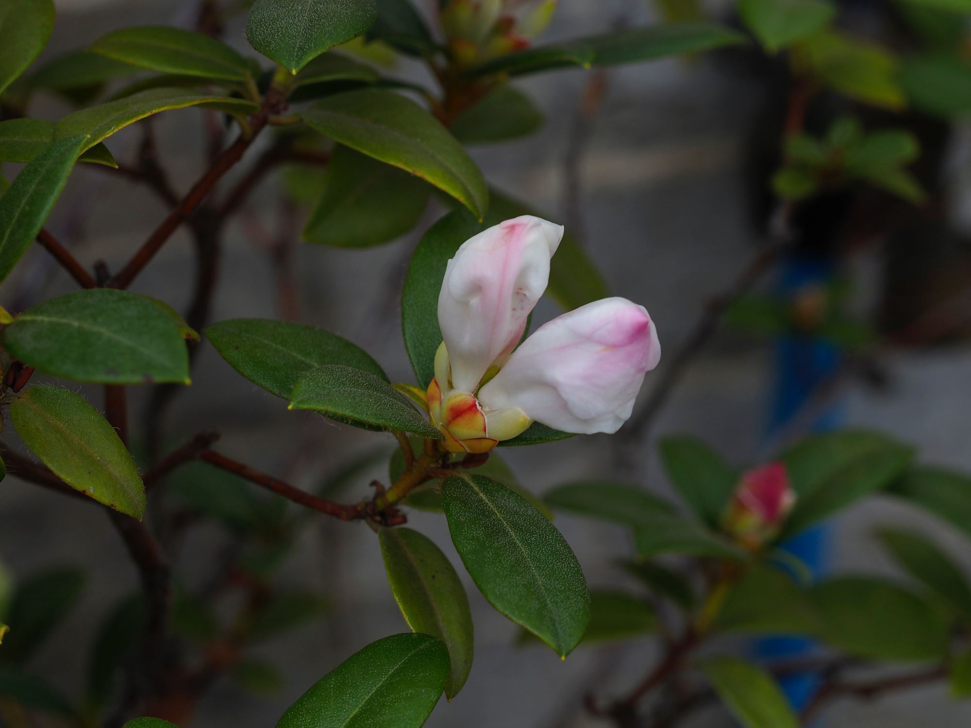 Image of Rhododendron ciliatum