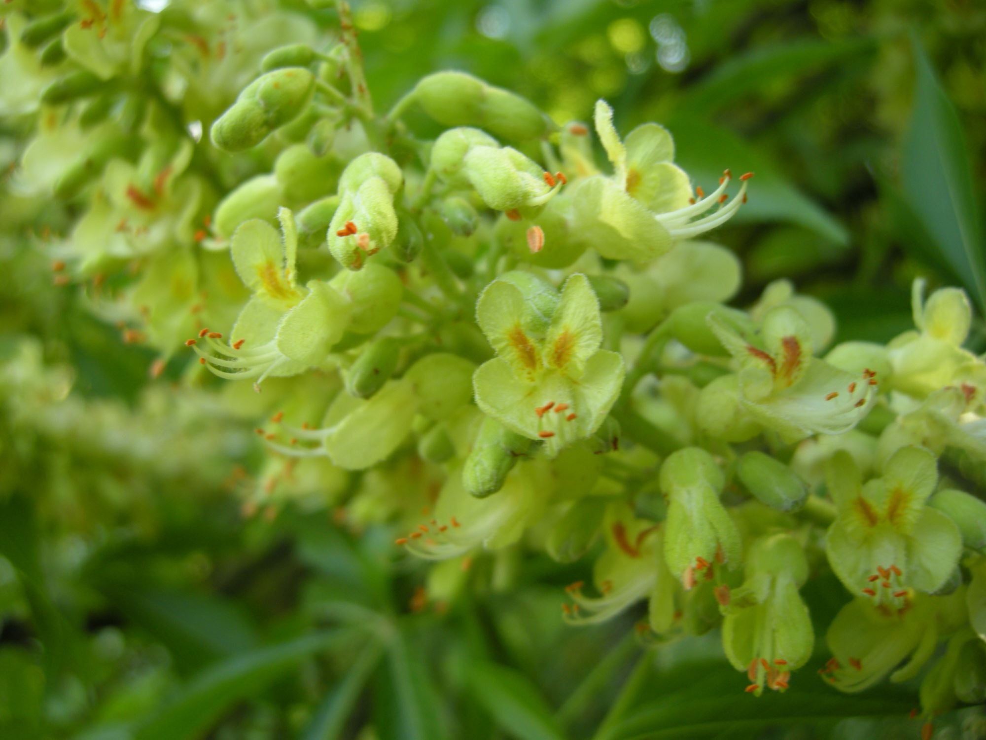 Image of Aesculus glabra var. arguta