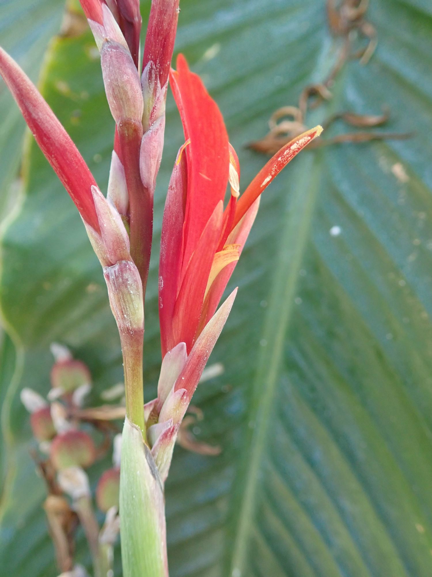Image of Canna indica