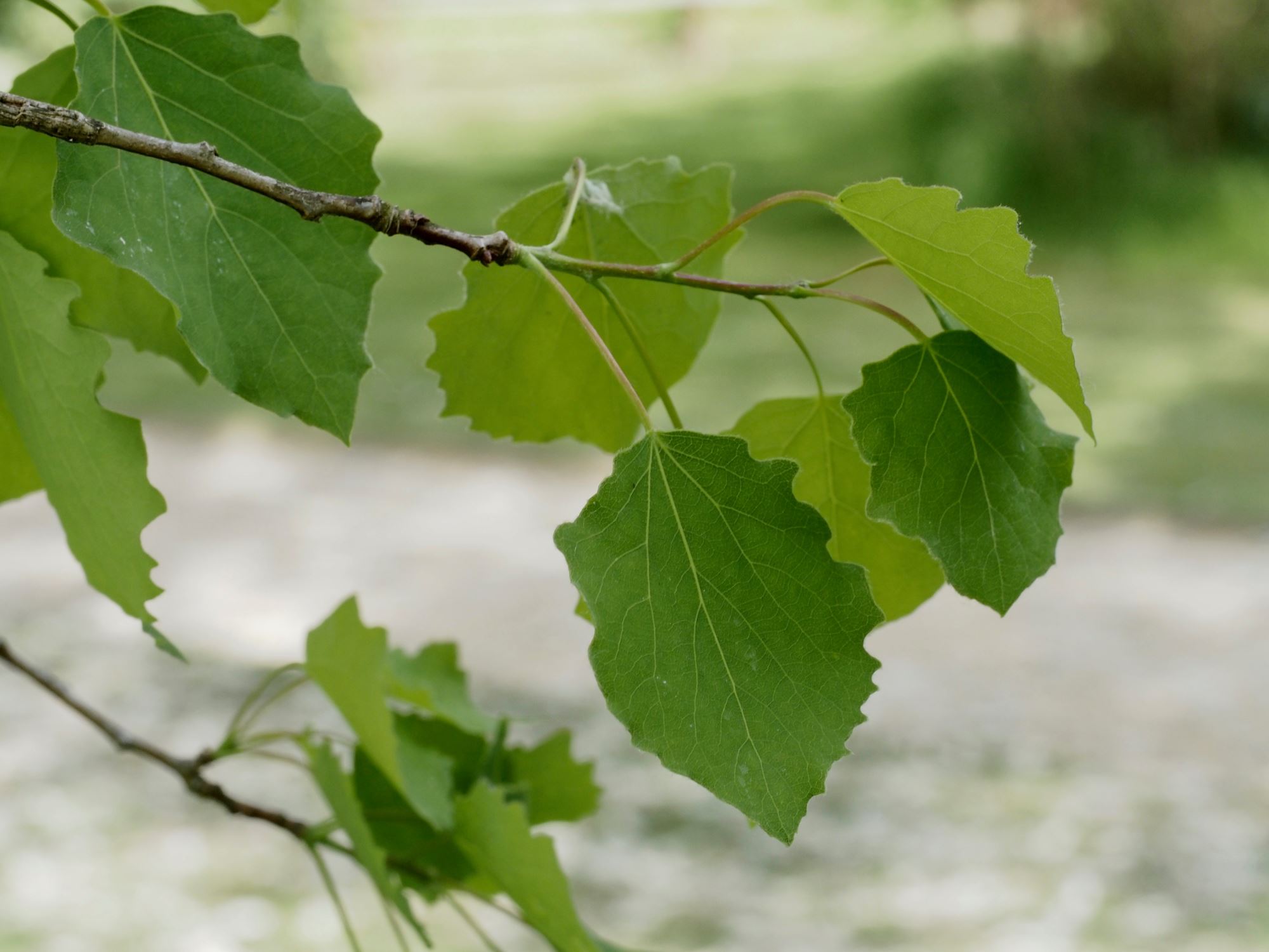 Image of Populus tremula