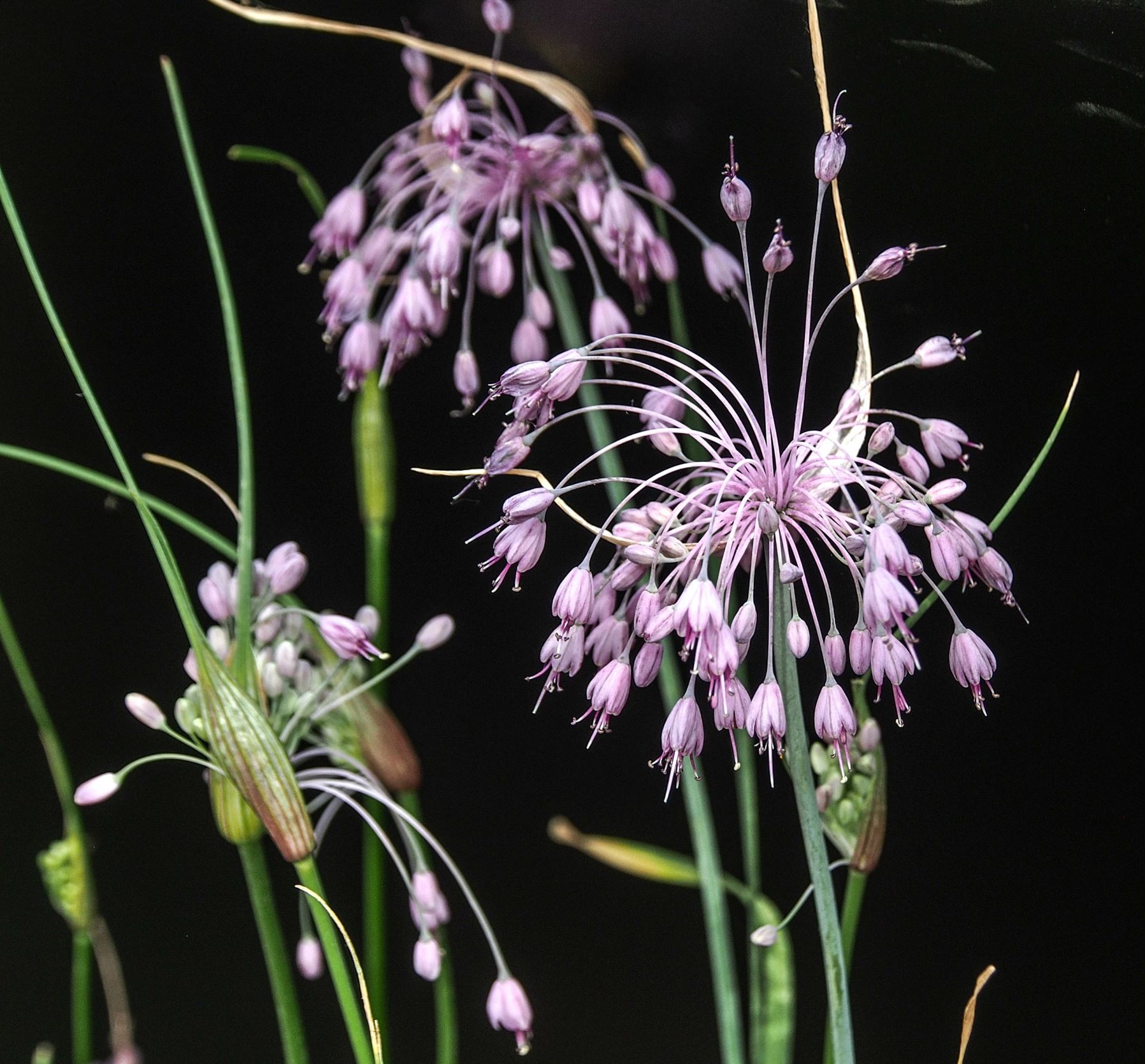 Image of Allium cyathophorum var. farreri