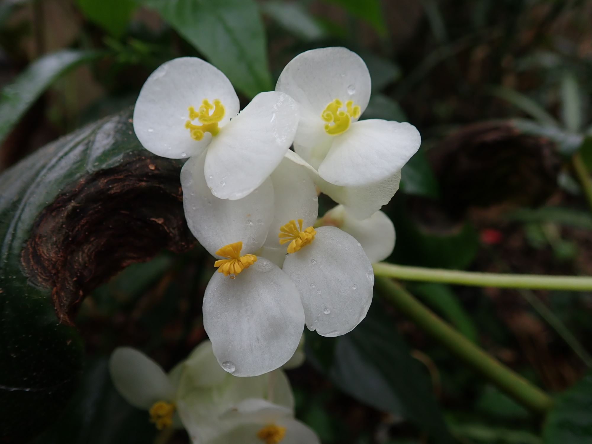 Image of Begonia sericoneura