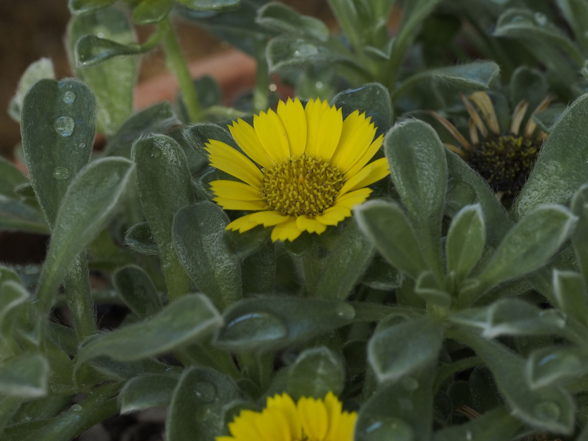 Image of Pallenis maritima 'Tunisian Carpet'