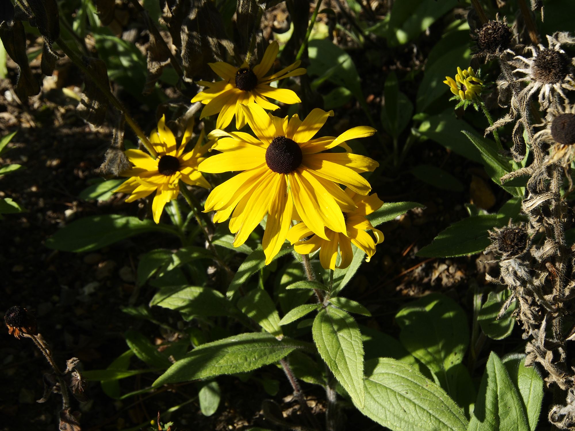 Image of Rudbeckia fulgida