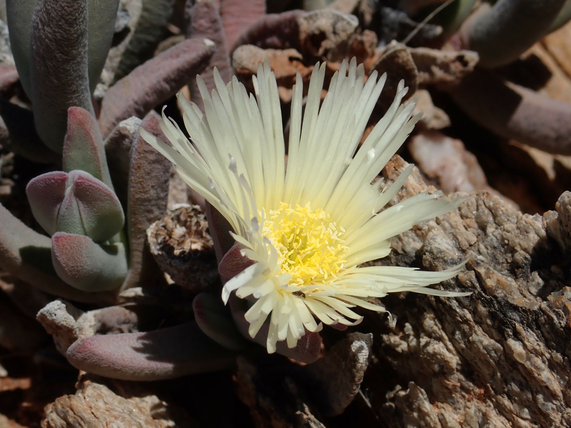 Image of Cheiridopsis pilosula