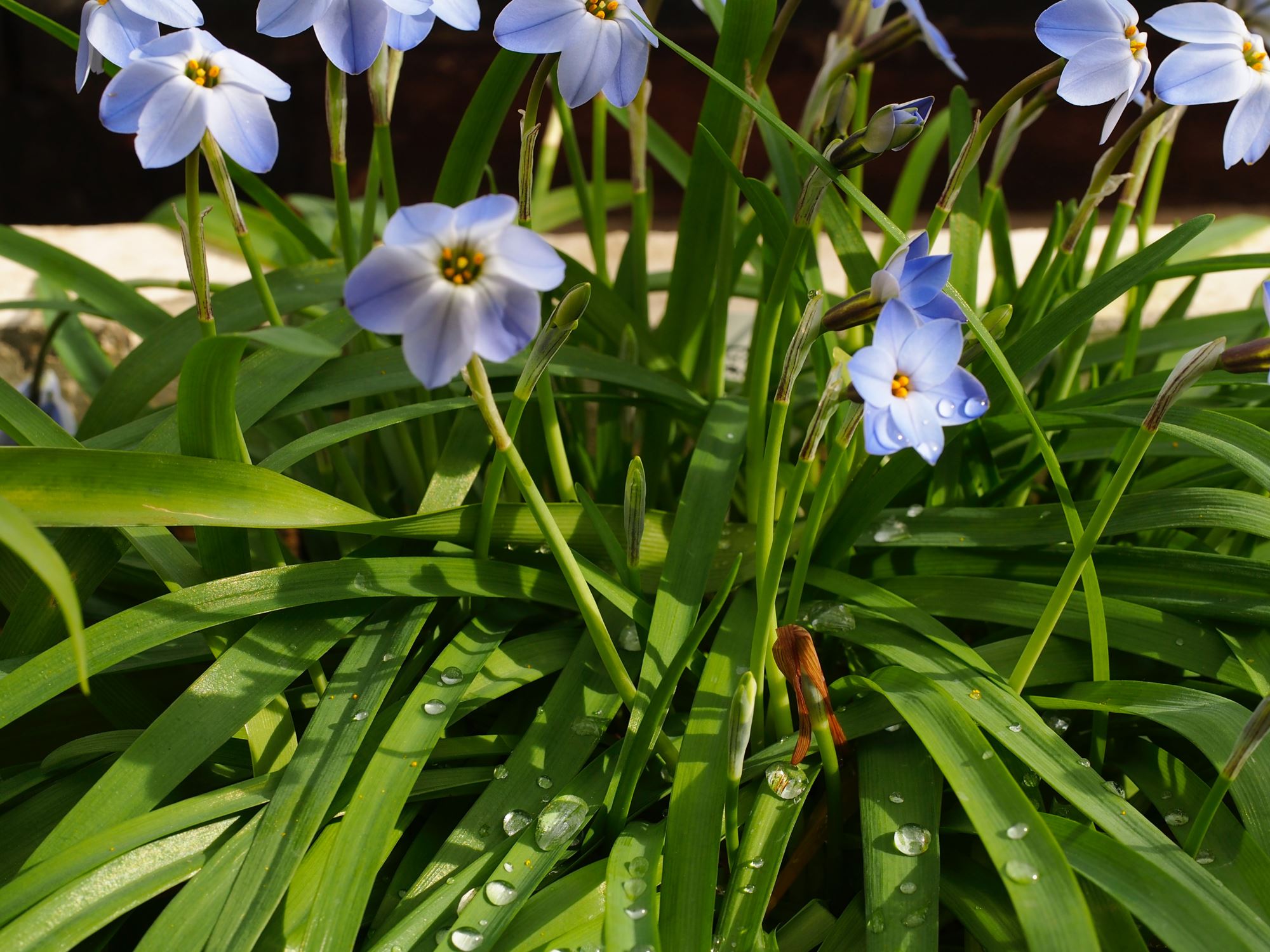 Image of Ipheion uniflorum 'Rolf Fiedler'