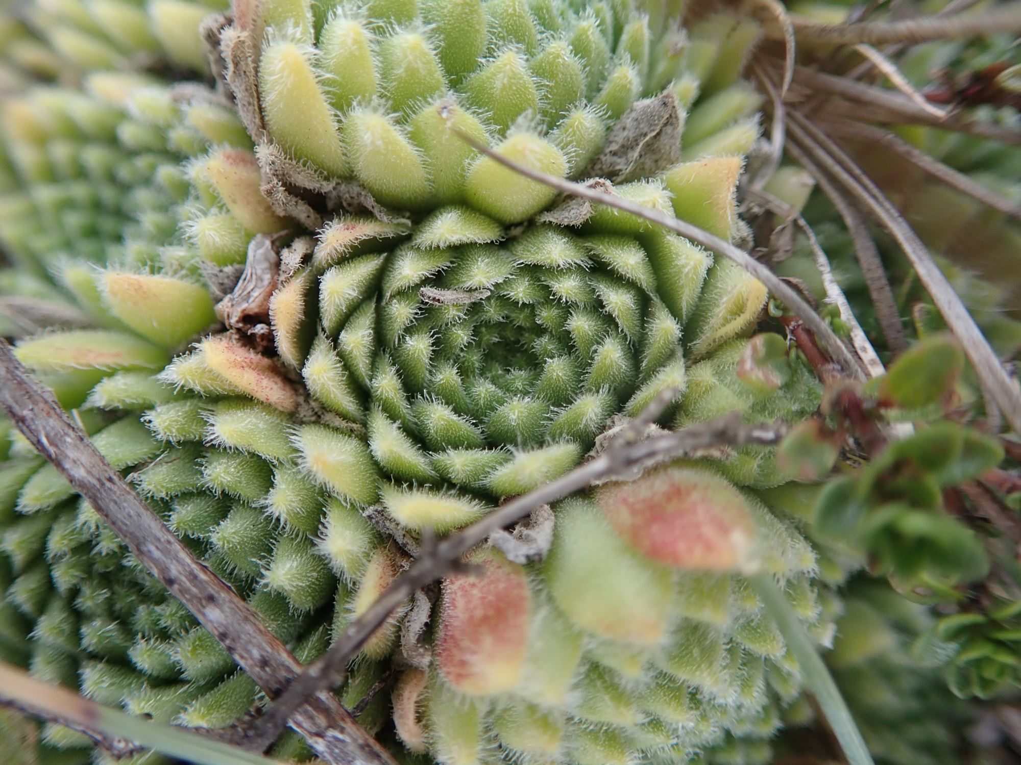 Image of Sempervivum montanum