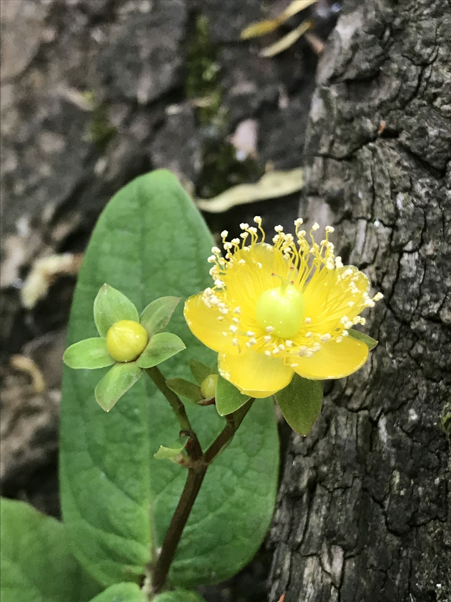 Image of Hypericum androsaemum
