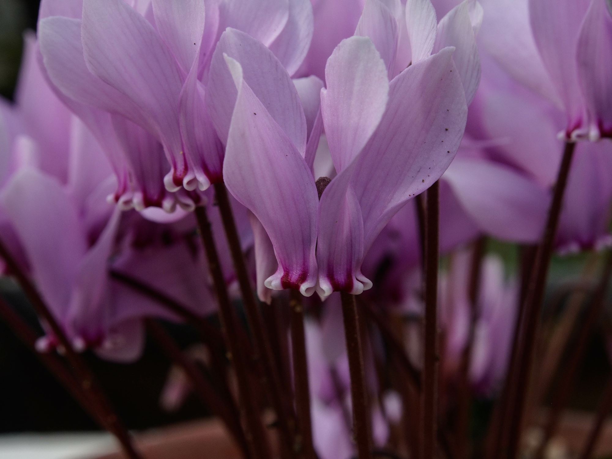 Image of Cyclamen africanum