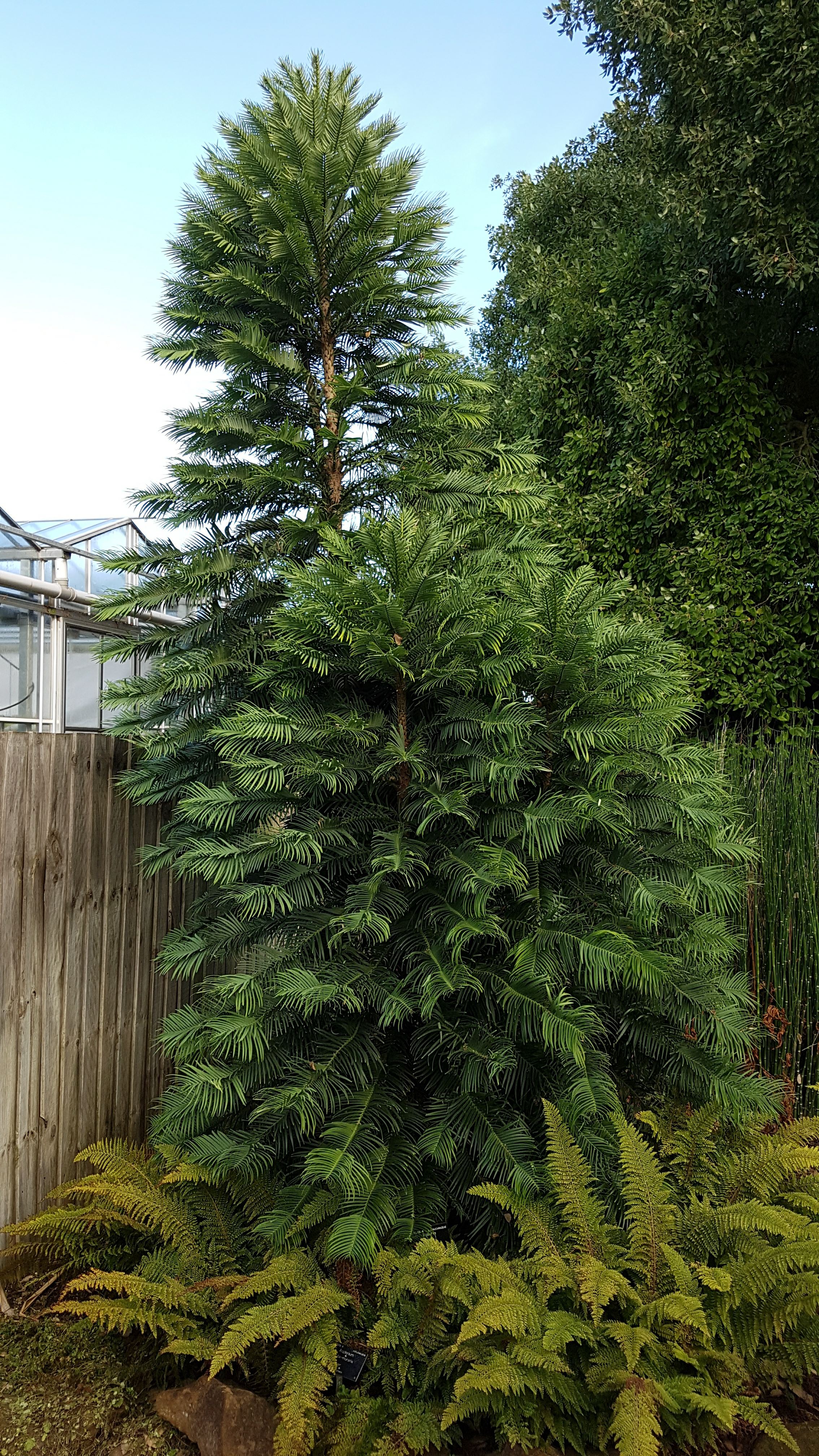 Image of Wollemia nobilis