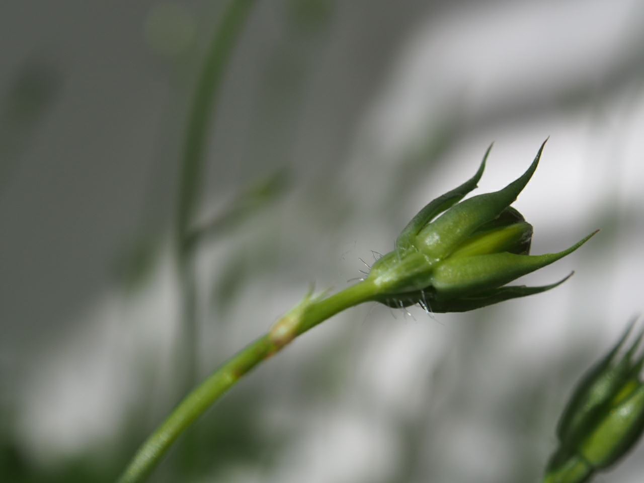 Image of Campanula carpatica 'Blue Clips'