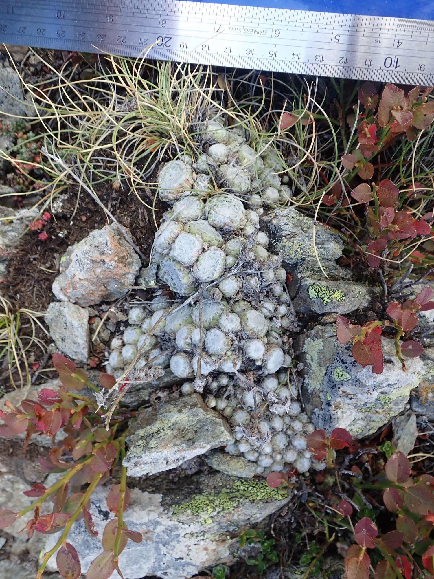 Image of Sempervivum arachnoideum