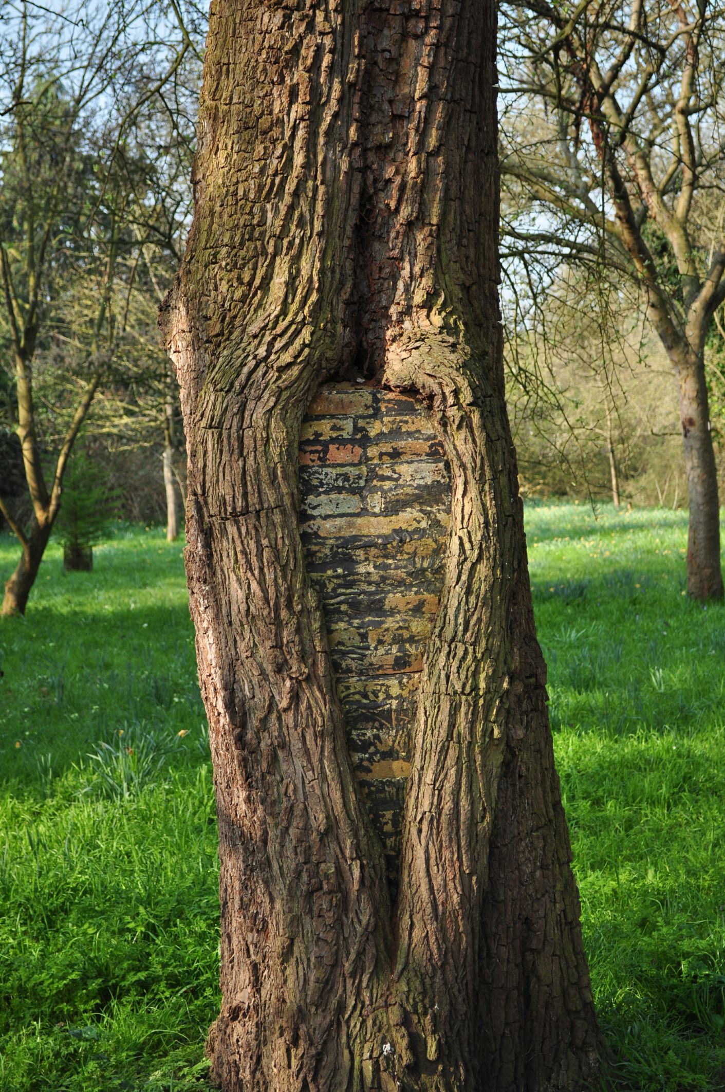 Image of Pyrus communis