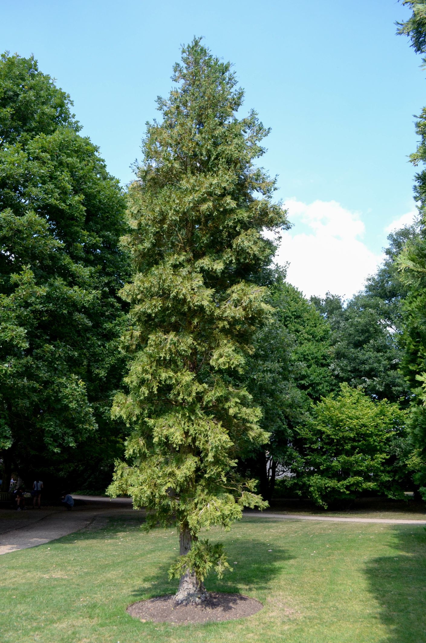 Image of Calocedrus decurrens
