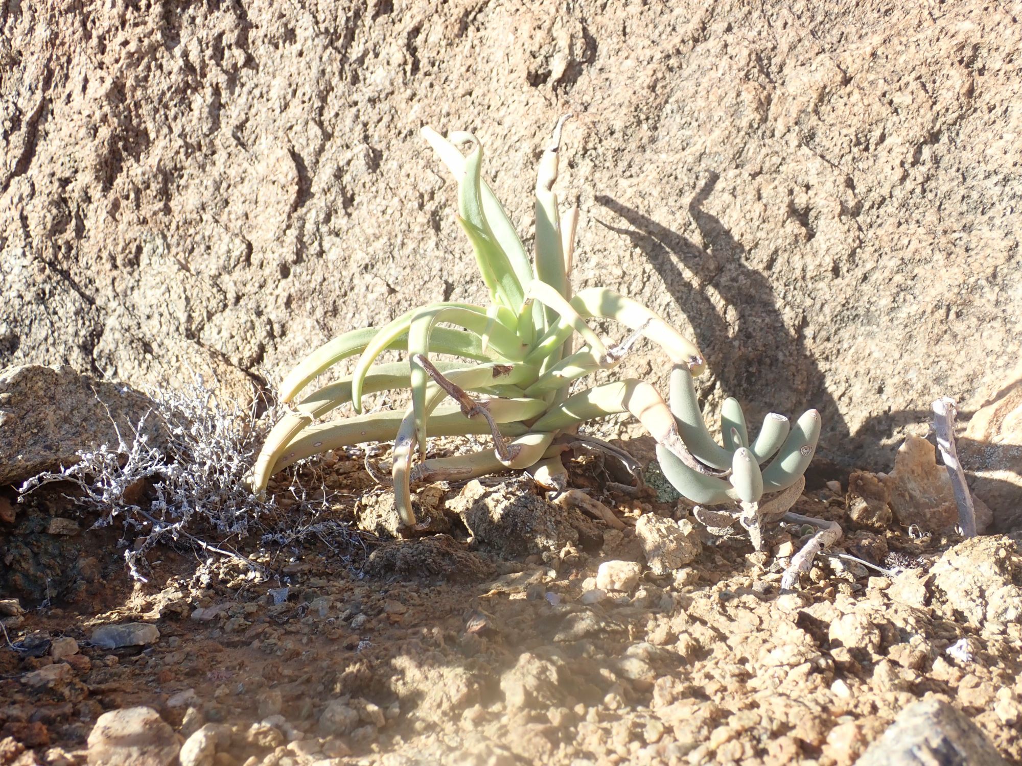 Image of Crassula fusca