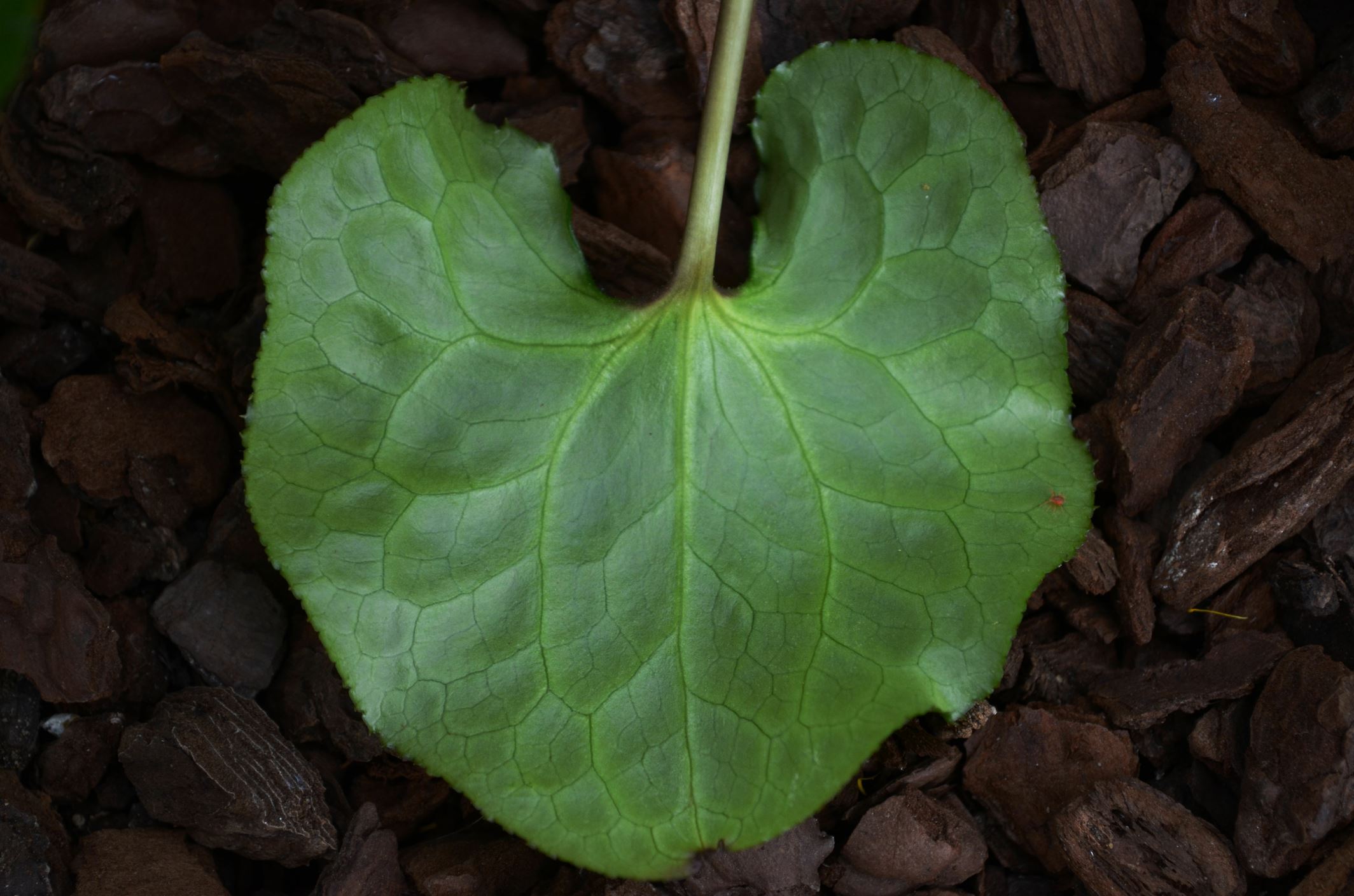 Image of Beesia calthifolia