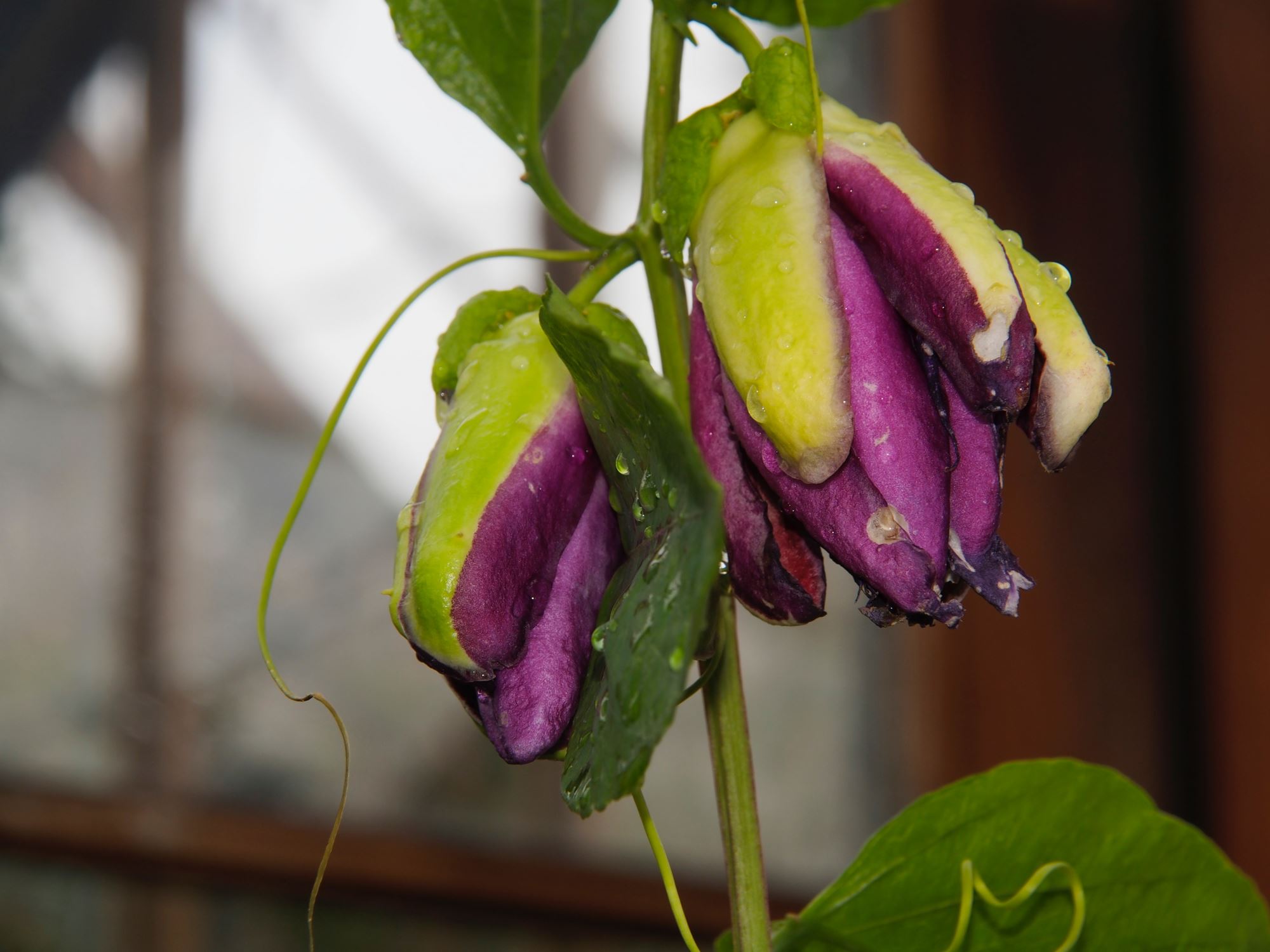 Image of Passiflora trialata