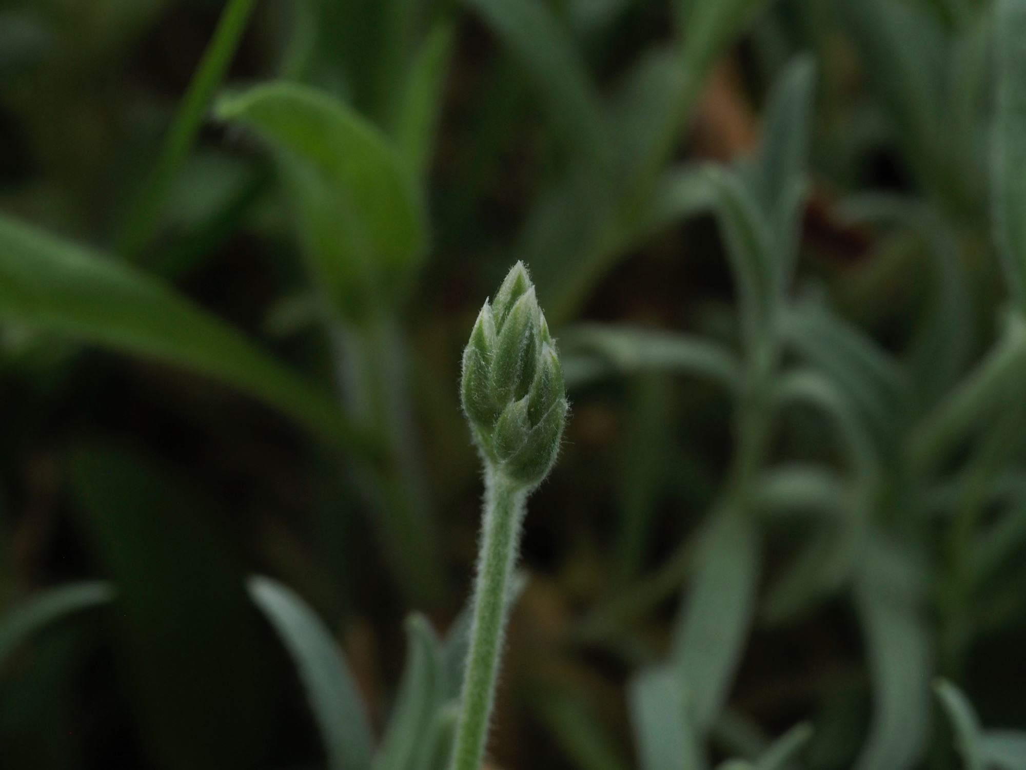 Image of Cerastium tomentosum