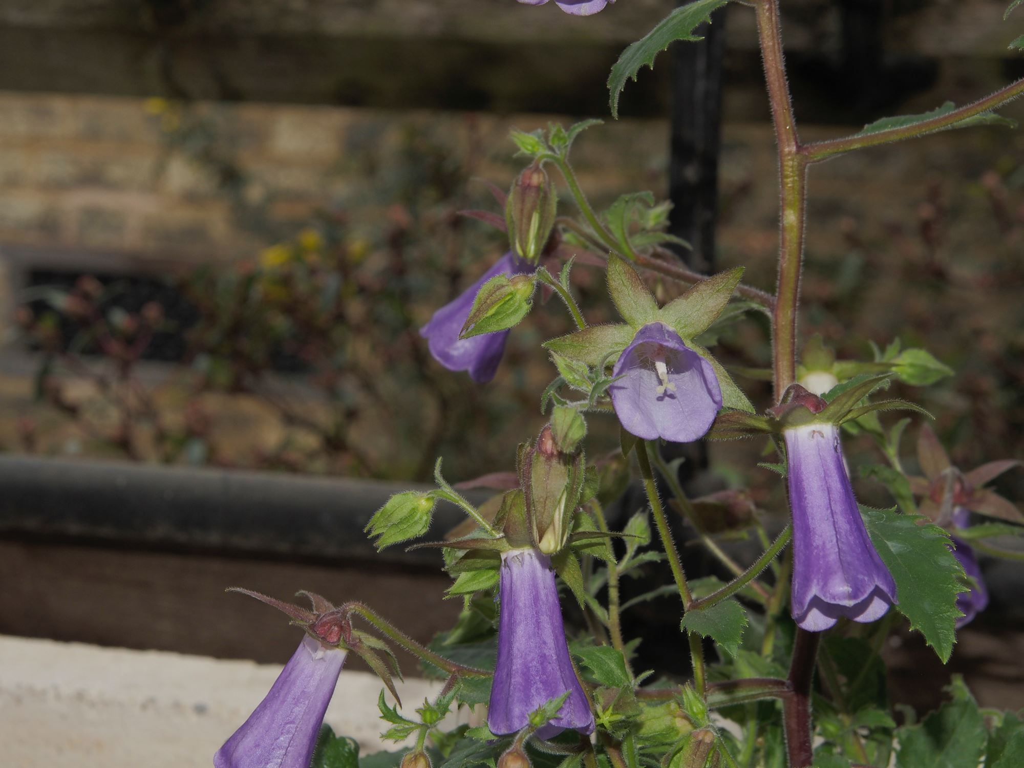 Image of Campanula wanneri