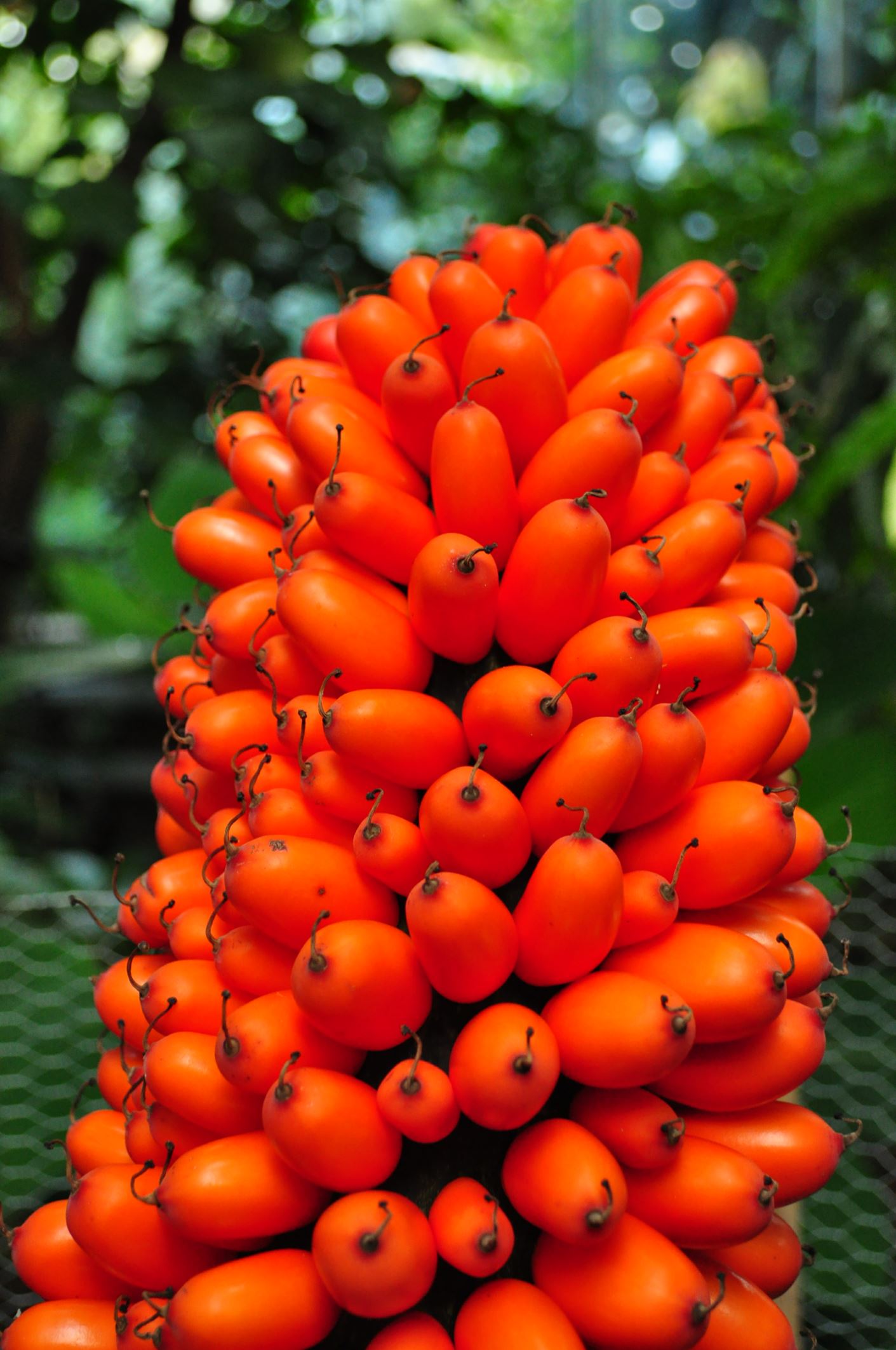 Image of Amorphophallus titanum