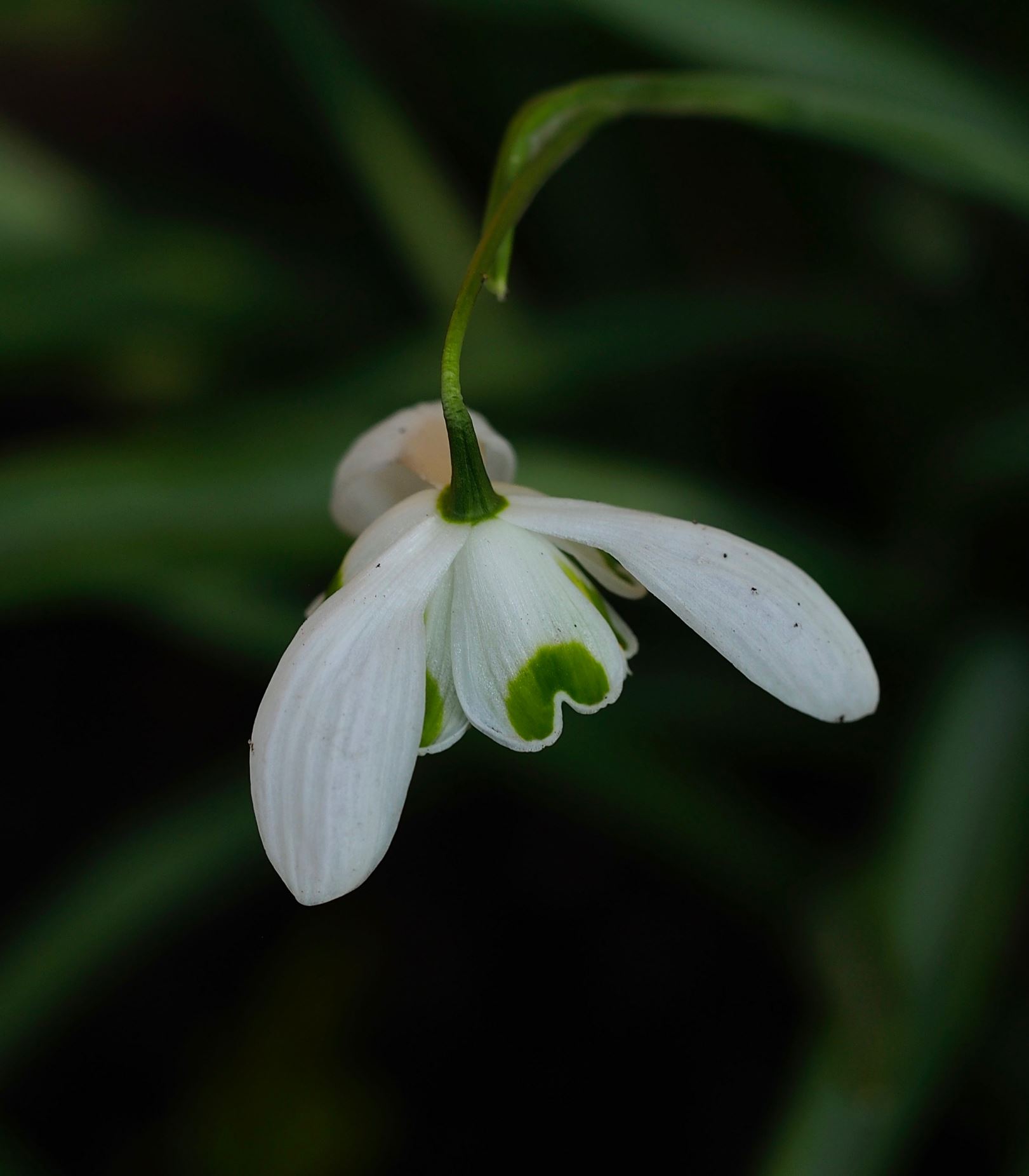 Image of Galanthus 'Ophelia'