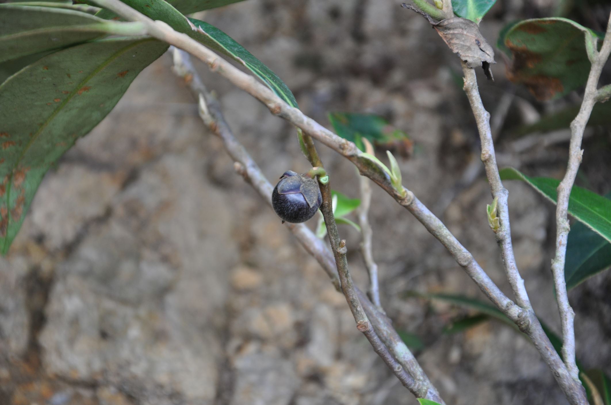 Image of Anneslea sp.