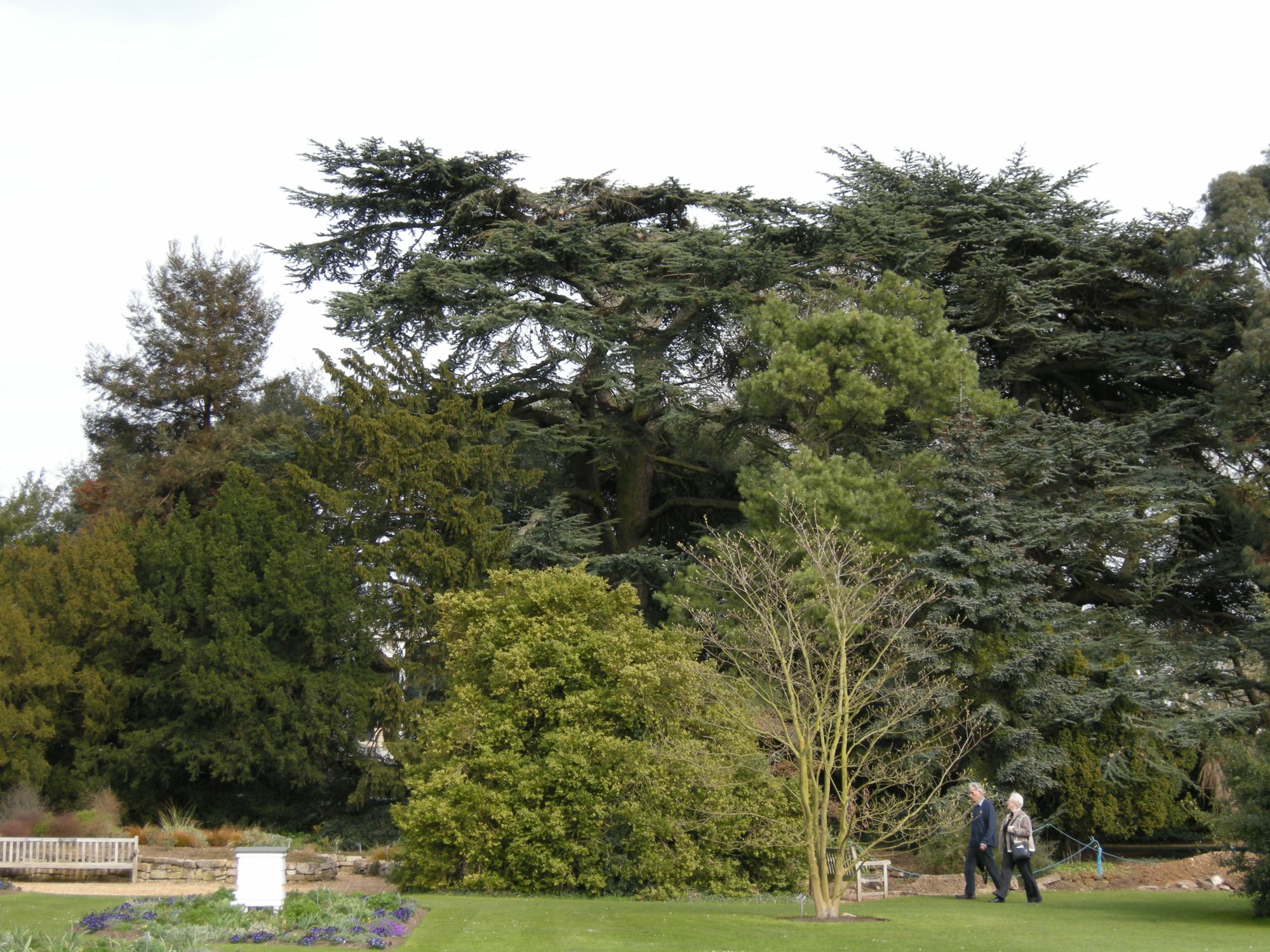 Image of Cedrus libani