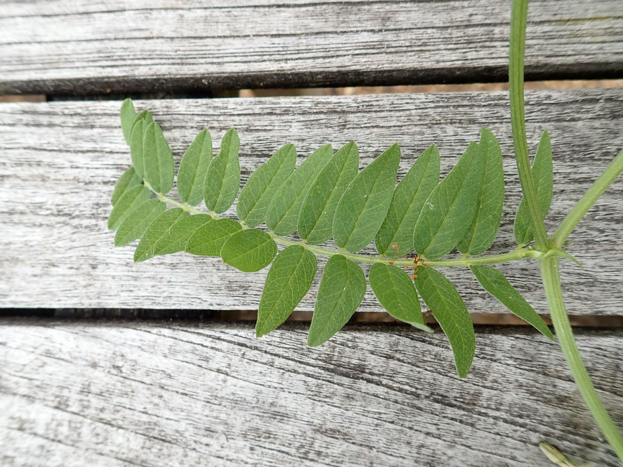 Image of Astragalus cicer