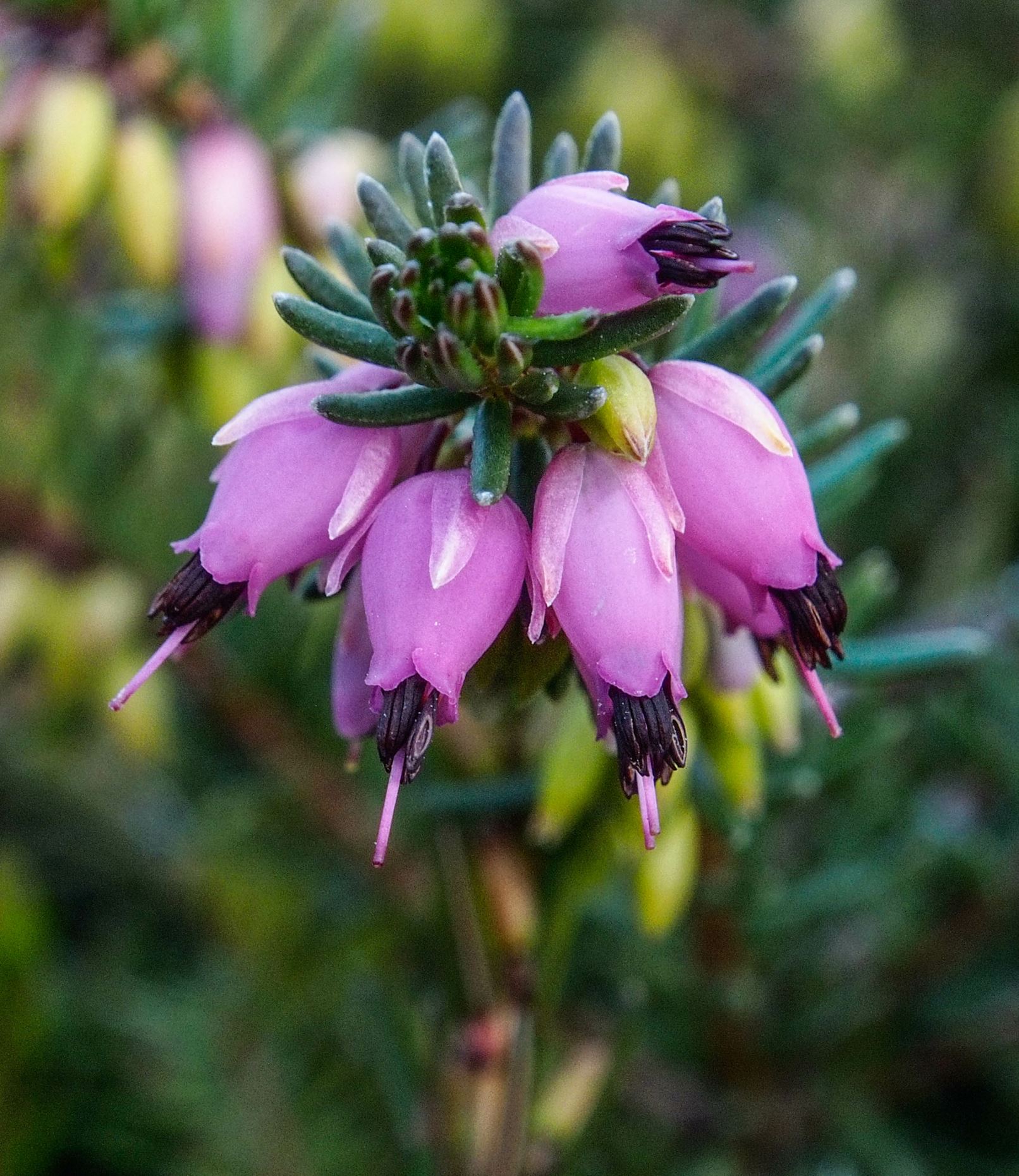 Image of Erica Ã— darleyensis 'Kramer's Rote'