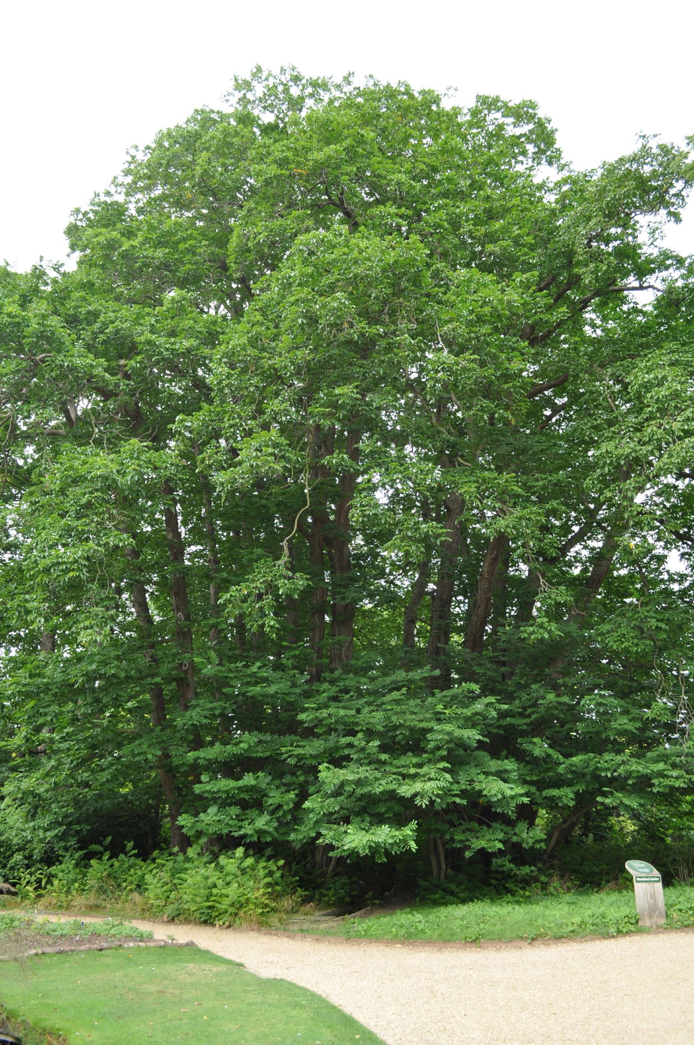 Image of Pterocarya fraxinifolia