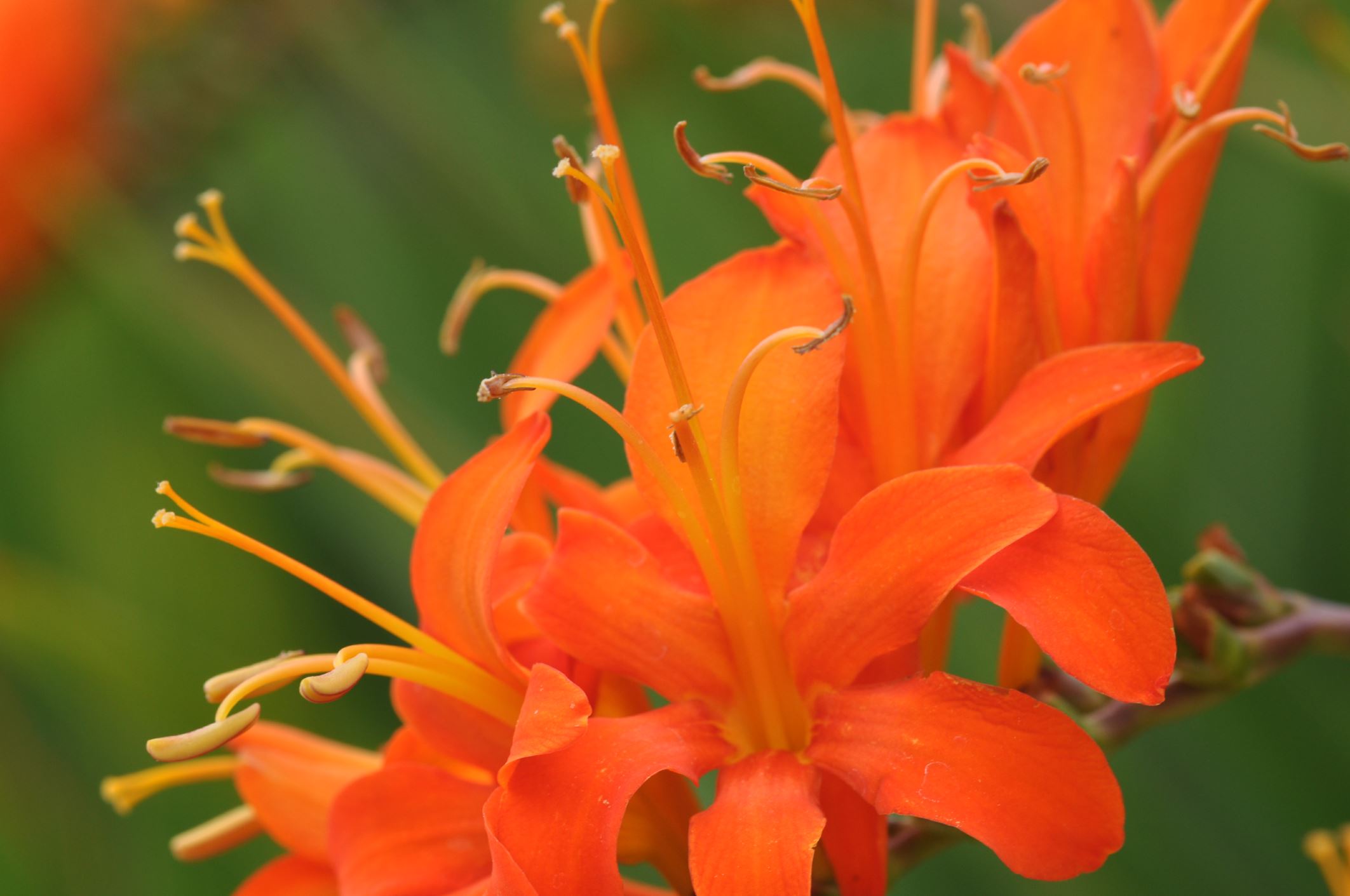 Image of Crocosmia masoniorum