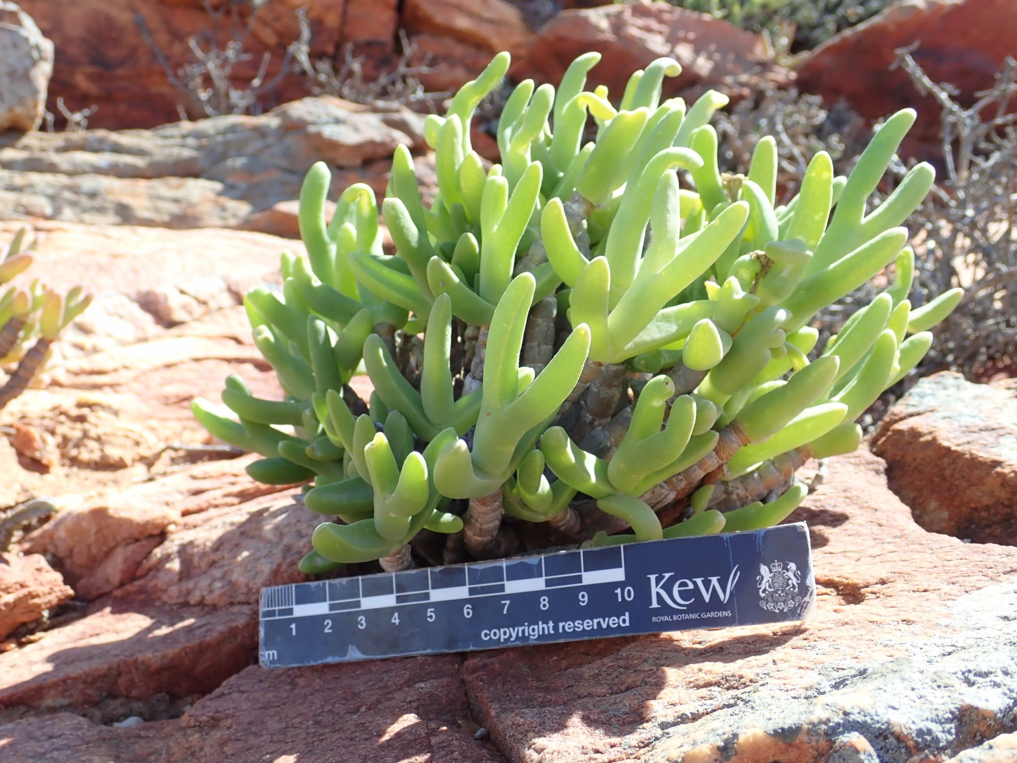 Image of Amphibolia sp.